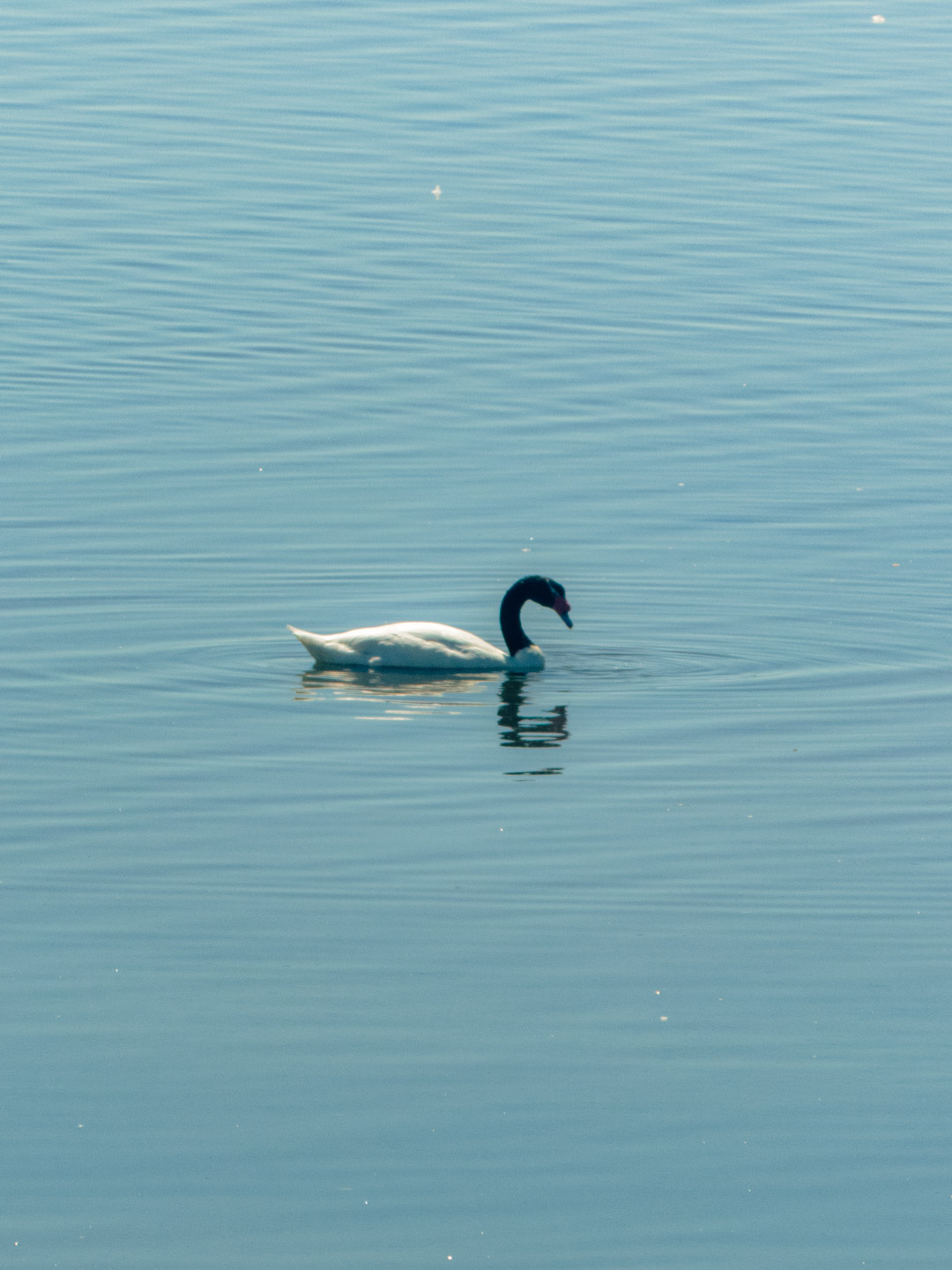 Un cisne de cuello negro rompe la quietud del agua, primer encuentro con la fauna que define el ritmo calmo de Chiloé.