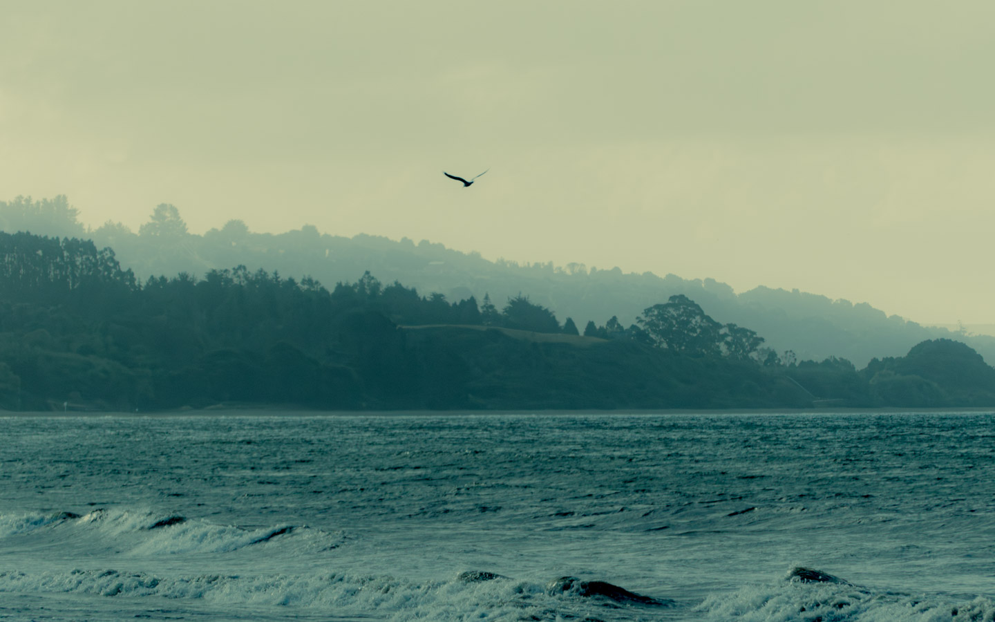 Imagen de un paisaje costero donde se observa el mar con pequeñas olas en el primer plano y una línea de árboles en el fondo. En el centro, un ave vuela en el cielo despejado con tonalidades suaves y neblinosas.