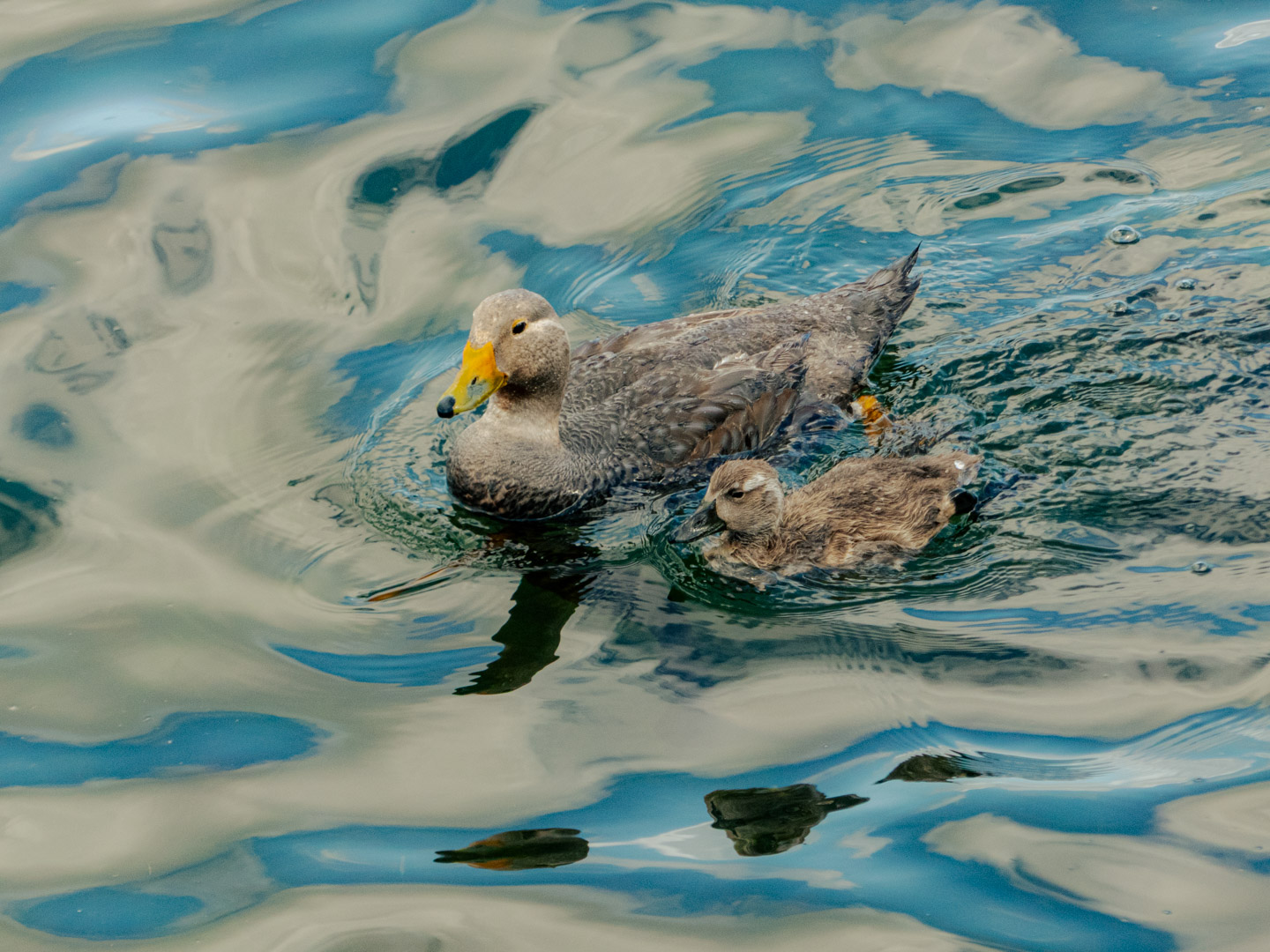En la imagen se observa un pato adulto acompañado de un pato joven nadando en un cuerpo de agua. El agua presenta reflejos que mezclan tonos azules y beige, mostrando una superficie con ligeras ondulaciones. Los dos patos están próximos entre sí, con el adulto ligeramente delante del joven, y ambos muestran plumajes marrones, con el adulto teniendo un pico amarillo y el joven un pico más oscuro.