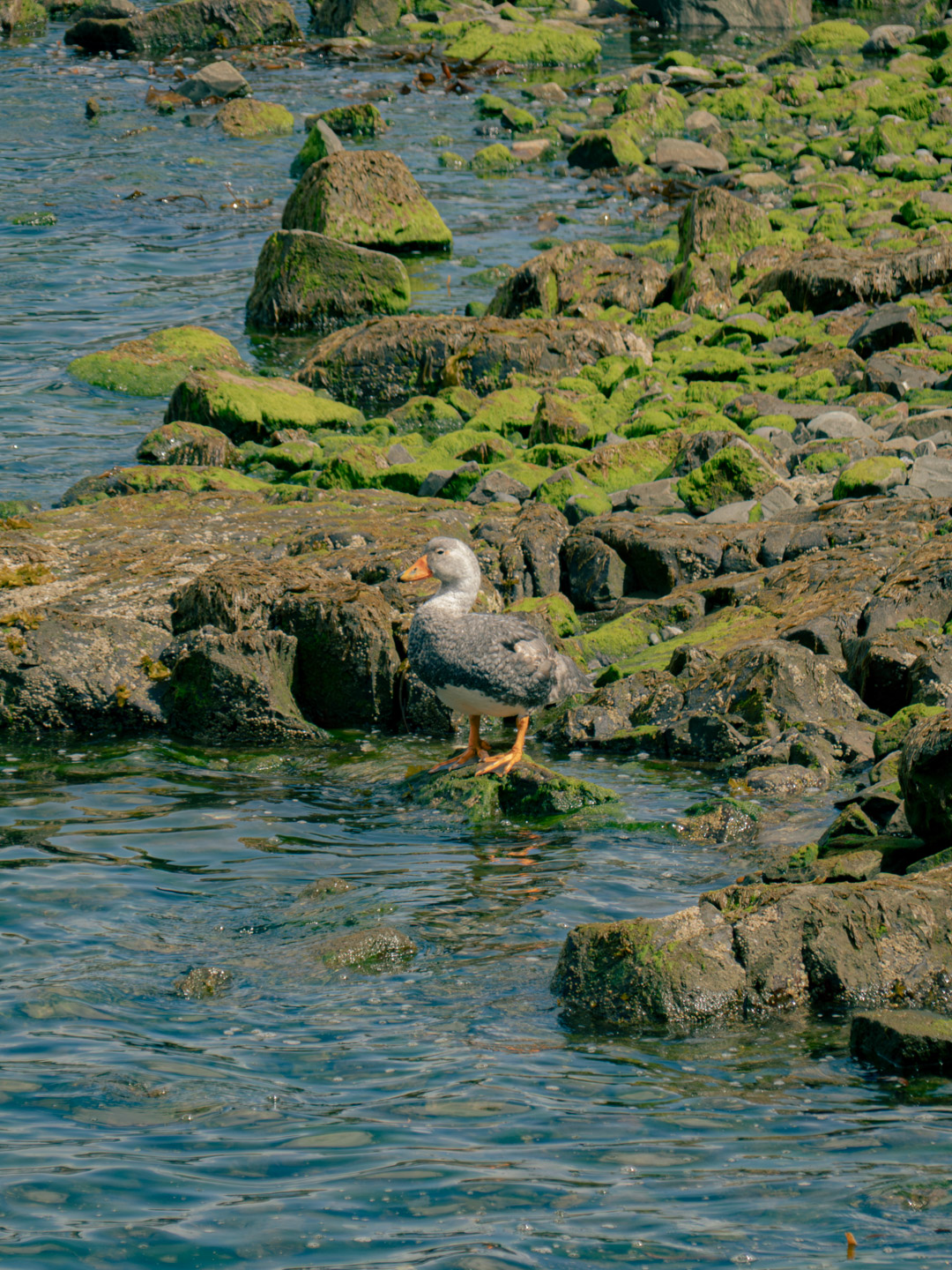 Un ave permanece inmóvil entre rocas cubiertas de algas, en equilibrio constante entre tierra y agua, leyendo el entorno antes de dar el siguiente paso.