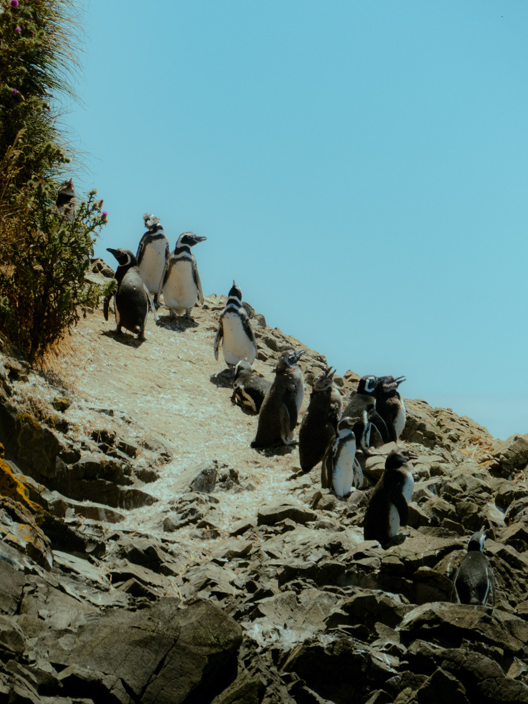 Un grupo de pingüinos asciende por la roca como si siguiera una coreografía aprendida de memoria, repitiendo un ritual que ocurre mucho antes de que alguien llegue con una cámara.