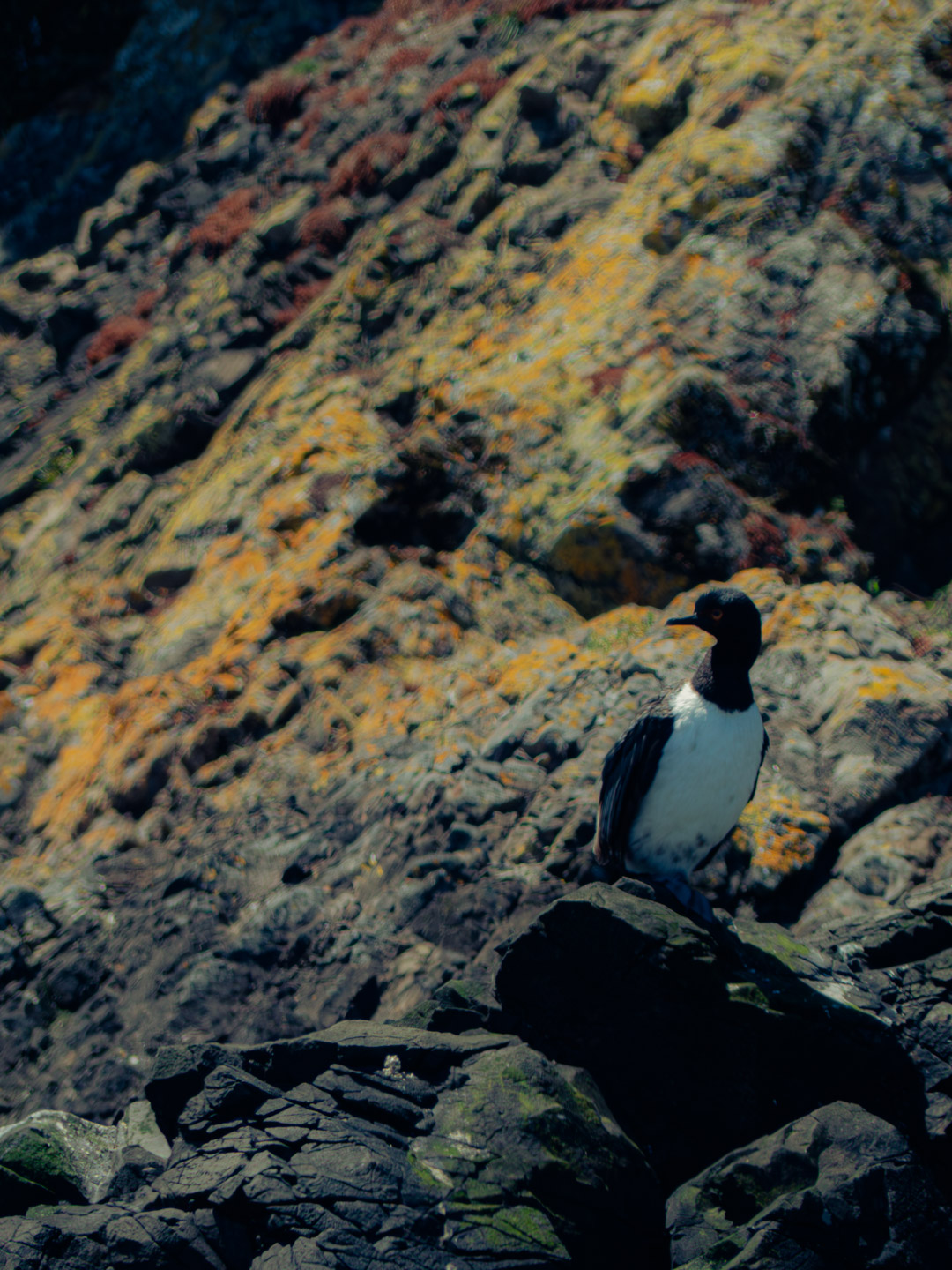 La imagen muestra un ave marina con plumaje blanco y negro posada sobre unas rocas oscuras en la costa. En el fondo se observan rocas cubiertas en musgos o líquenes amarillentos y marrones, con un entorno natural y marítimo.