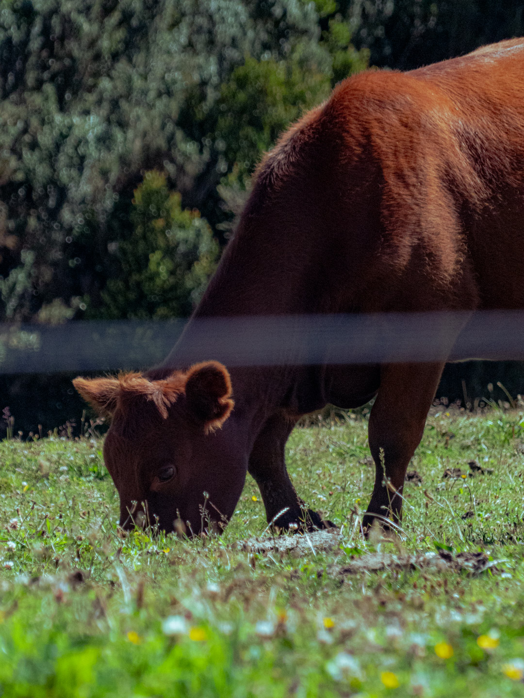 La imagen muestra a una vaca de pelaje marrón claro pastando sobre un prado con hierba verde y algunas flores silvestres. Al fondo se observan árboles y vegetación densa que sugieren un ambiente rural y natural. La vaca tiene la cabeza baja mientras come el pasto.