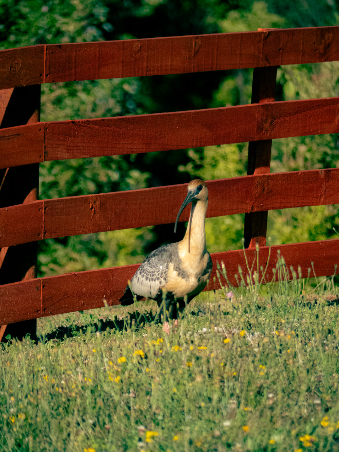 La imagen muestra un ave de cuerpo mediano con plumaje marrón claro y negro, posada en un área de pasto con flores silvestres. Detrás del ave hay una cerca de madera pintada de color rojo, y al fondo se observan árboles y vegetación verde. La escena parece estar en un entorno natural y rural durante un día soleado.