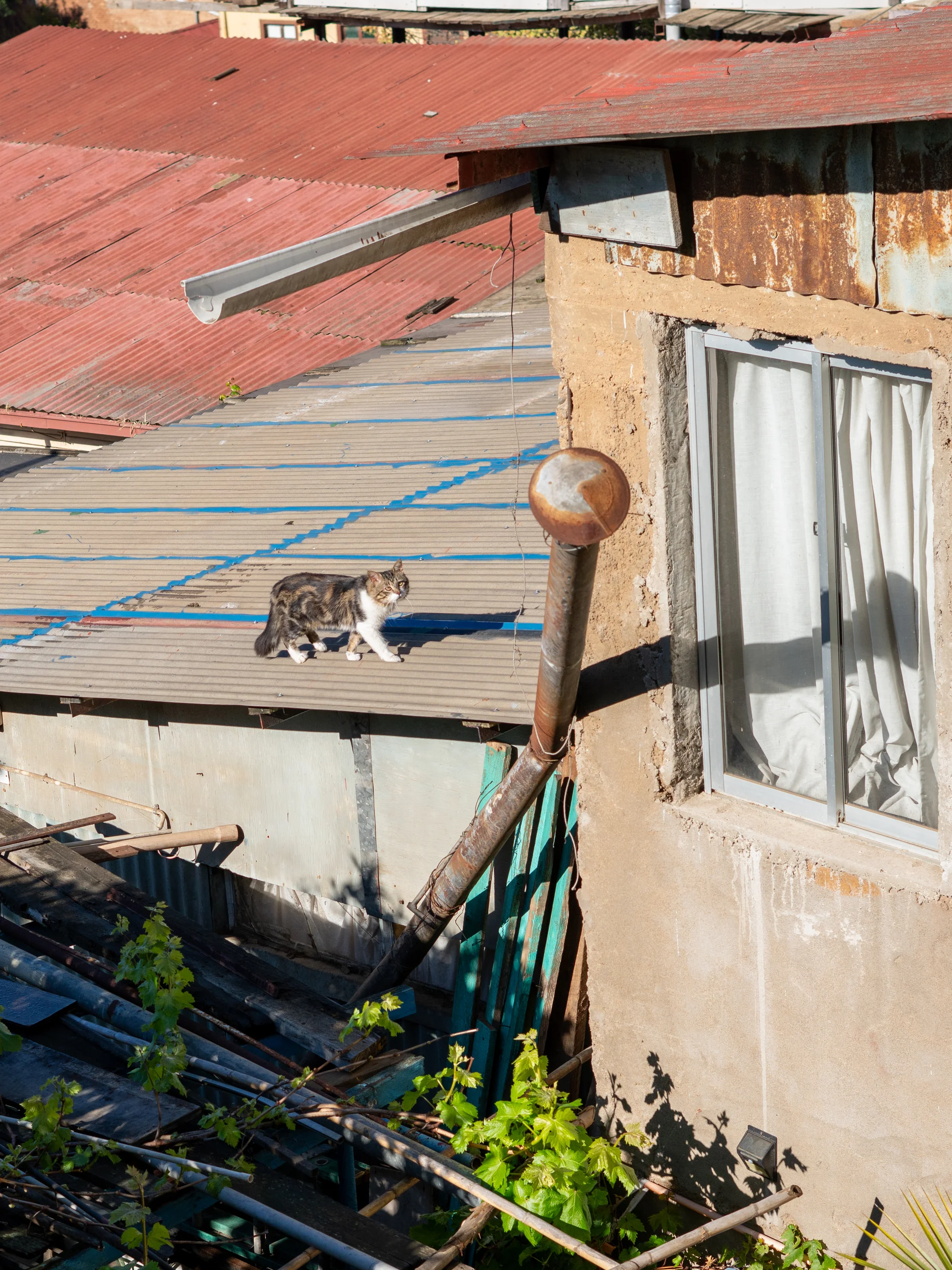 Un gato patrulla los techos, como si el barrio fuera su propio mirador privado.
