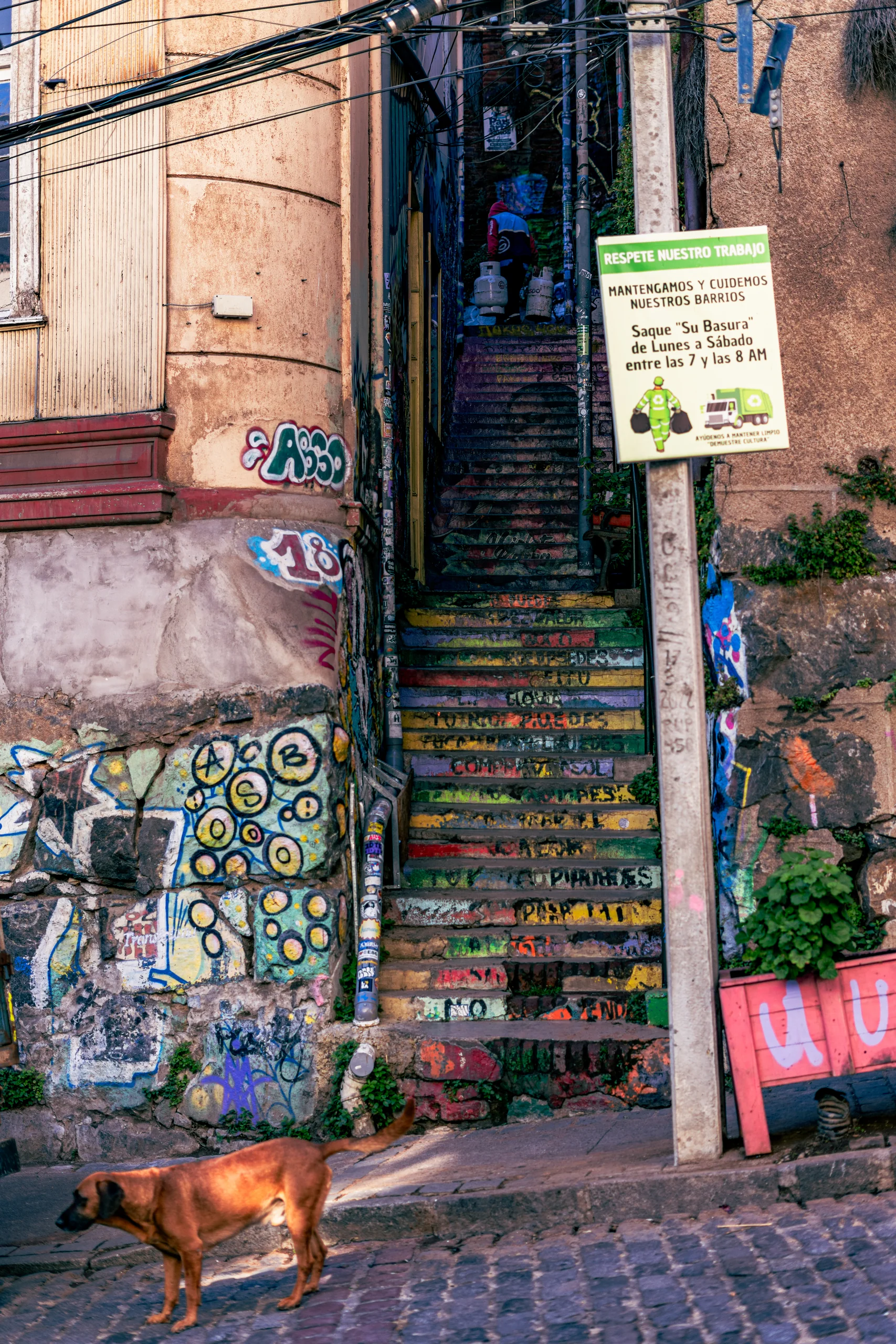 Escalera que sube entre colores, grafitis y un perro que cruza sin apuro: versión condensada de Valparaíso.