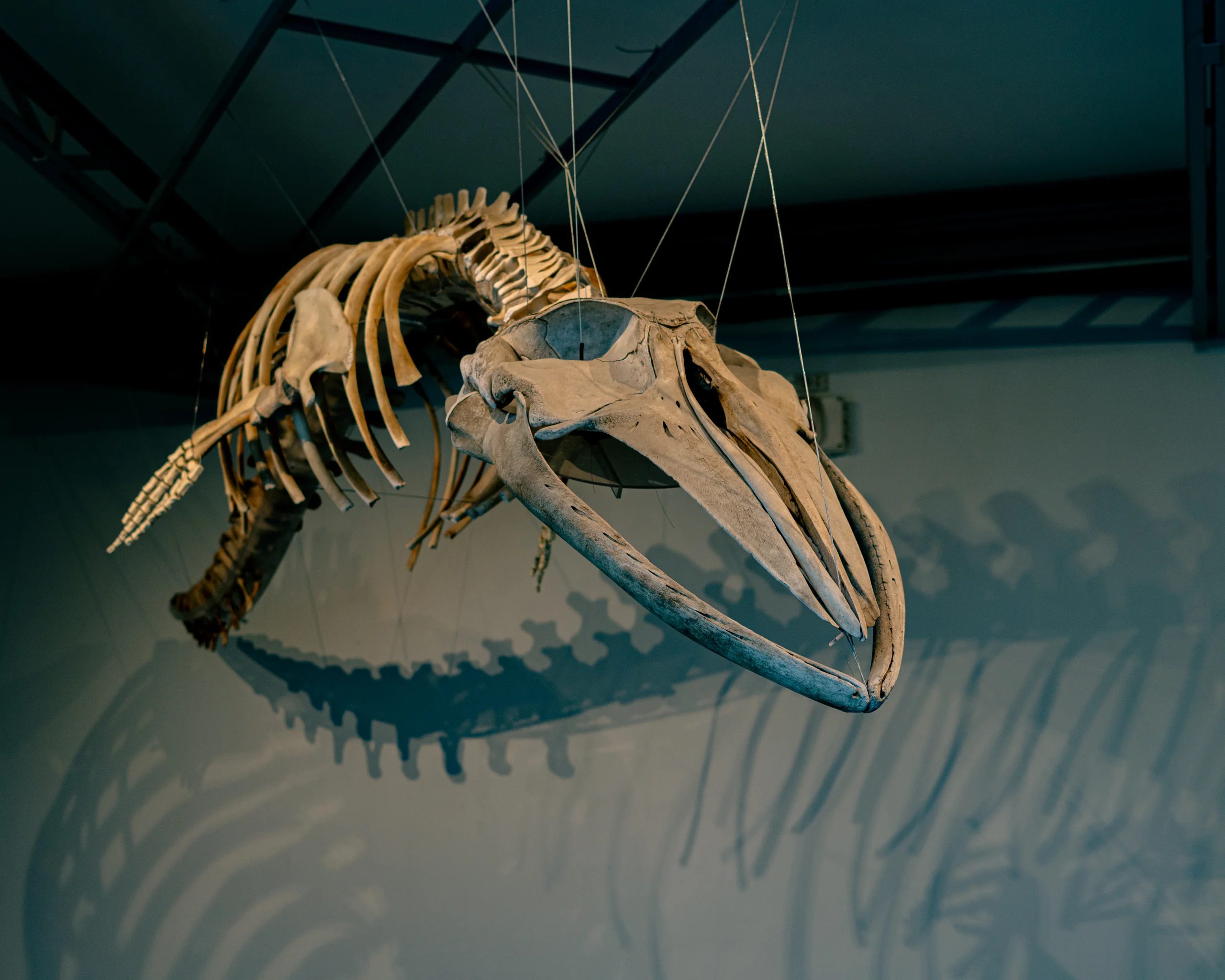El esqueleto de ballena flotando sobre nosotros, como recordatorio silencioso de otra escala de tiempo.