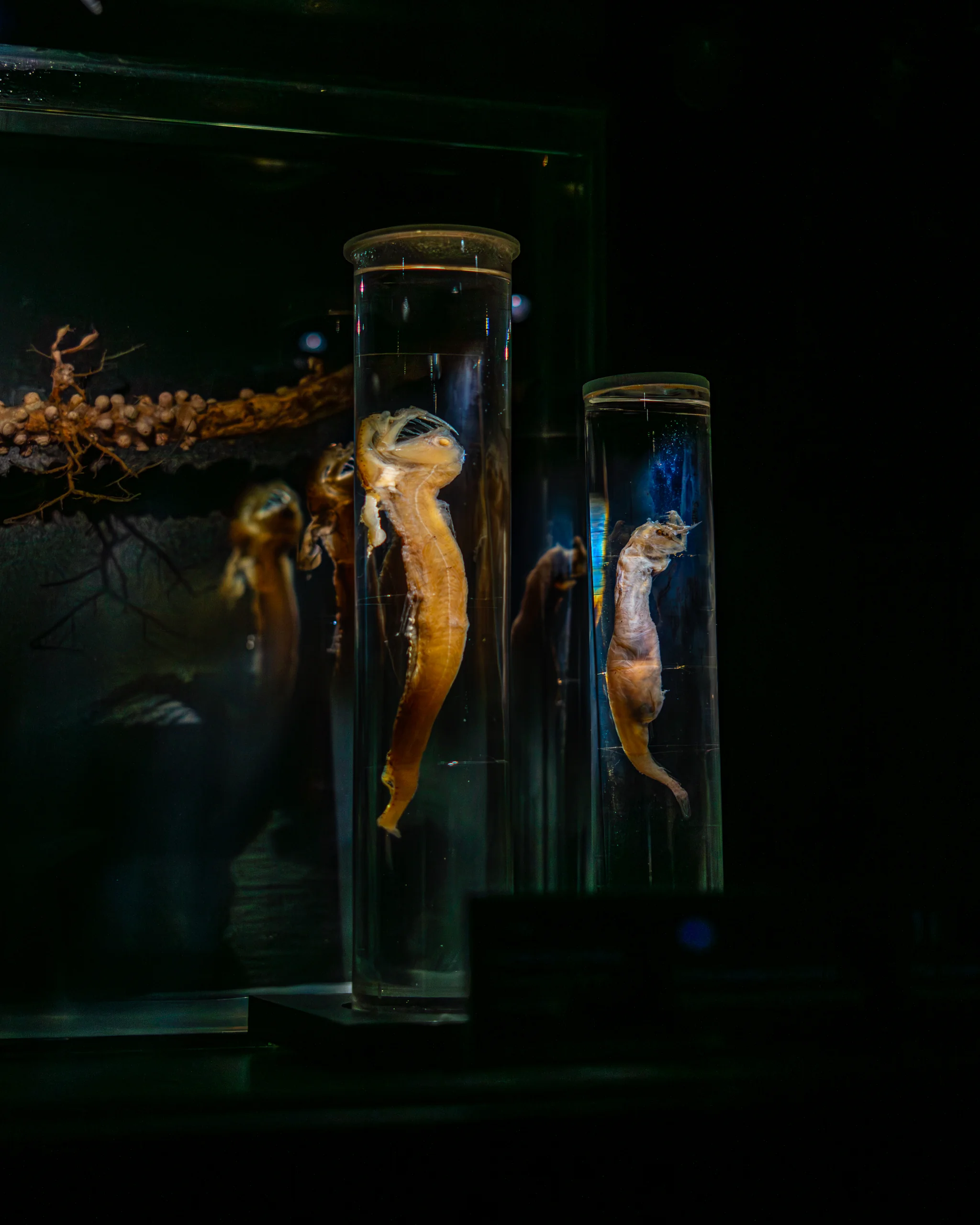 Frascos con especies marinas en suspensión: el mar convertido en archivo científico.