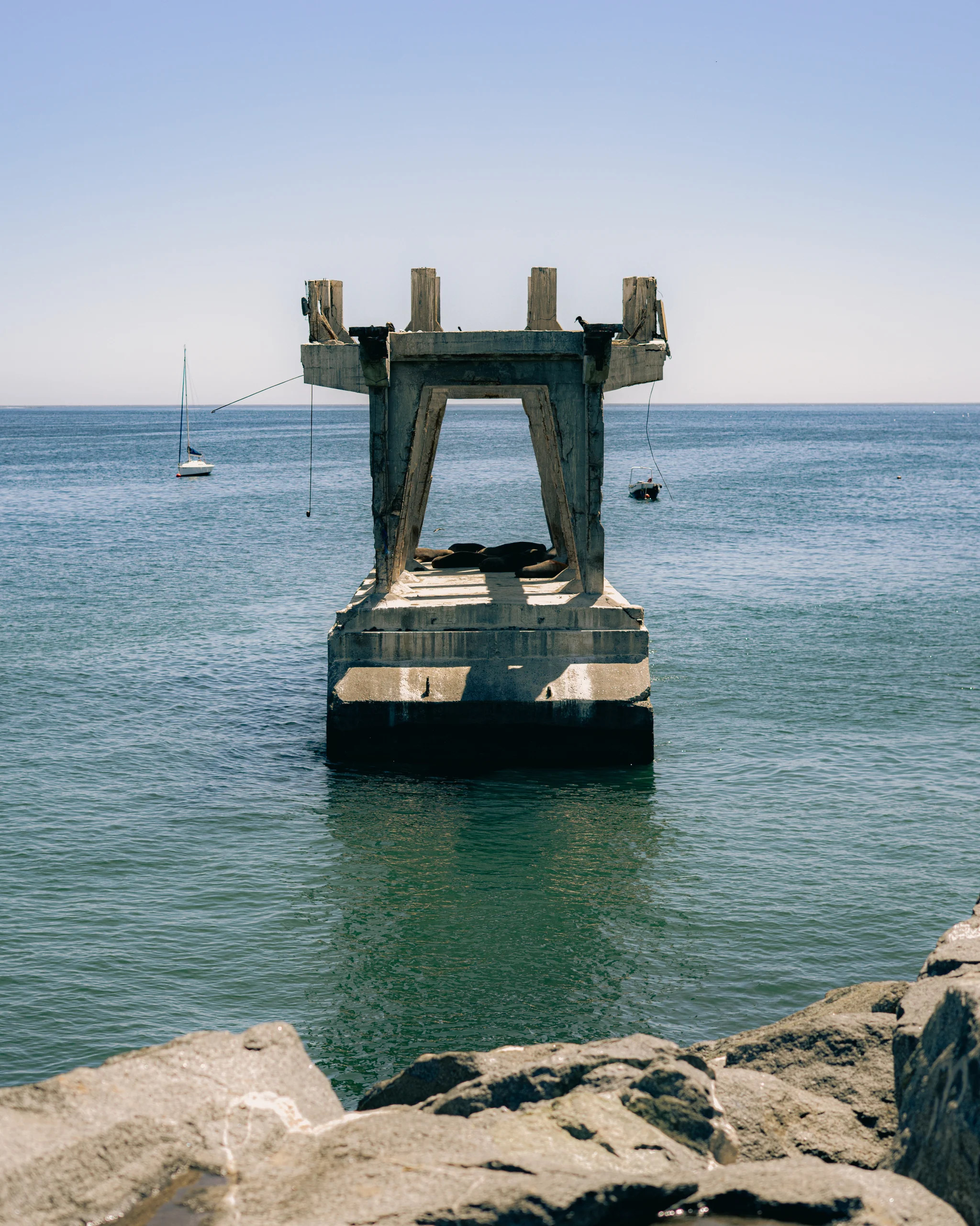 Un muelle viejo ocupado por lobos marinos que se adueñaron del borde costero.