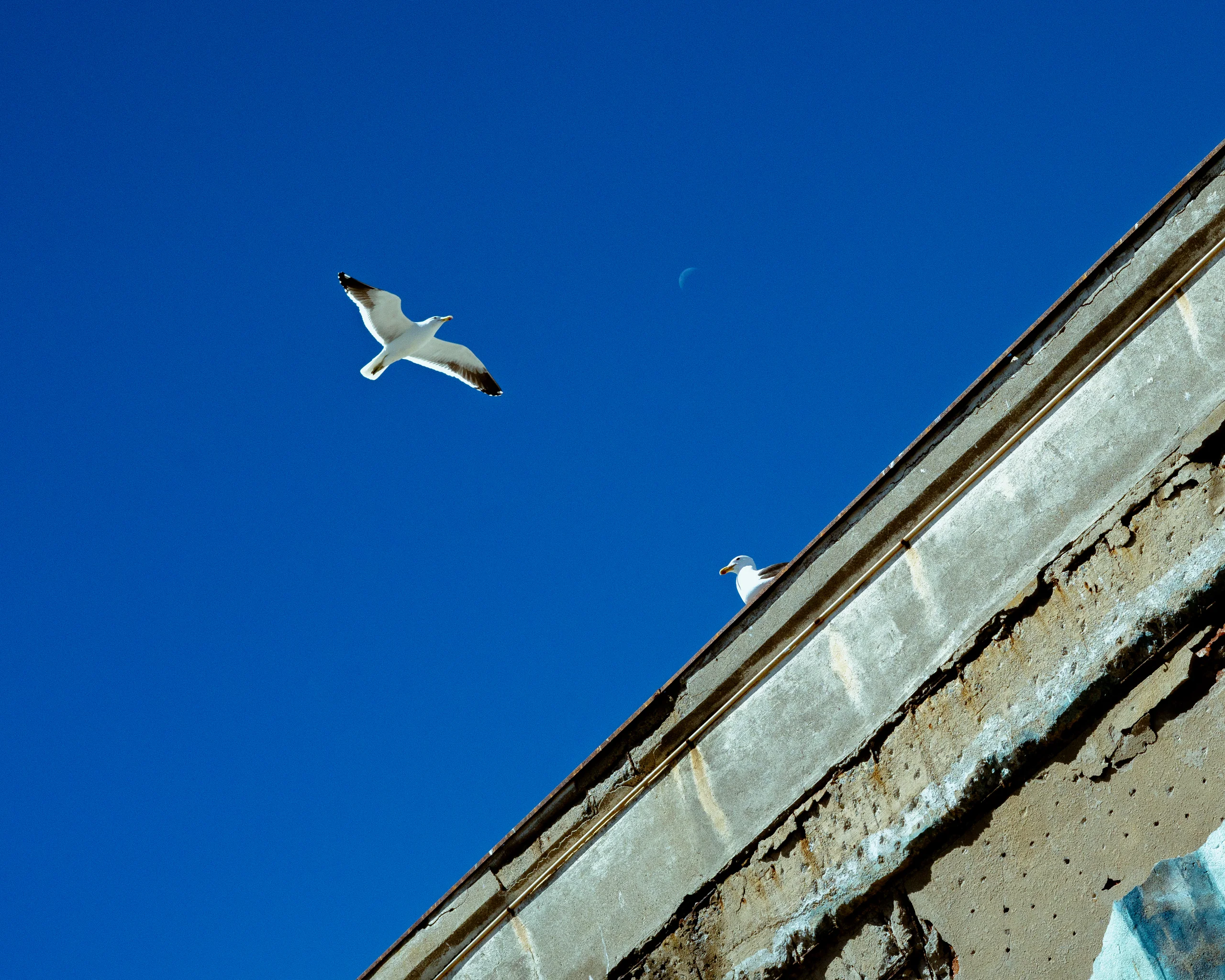 Dos gaviotas y una luna: geometría mínima en un cielo azul intenso.