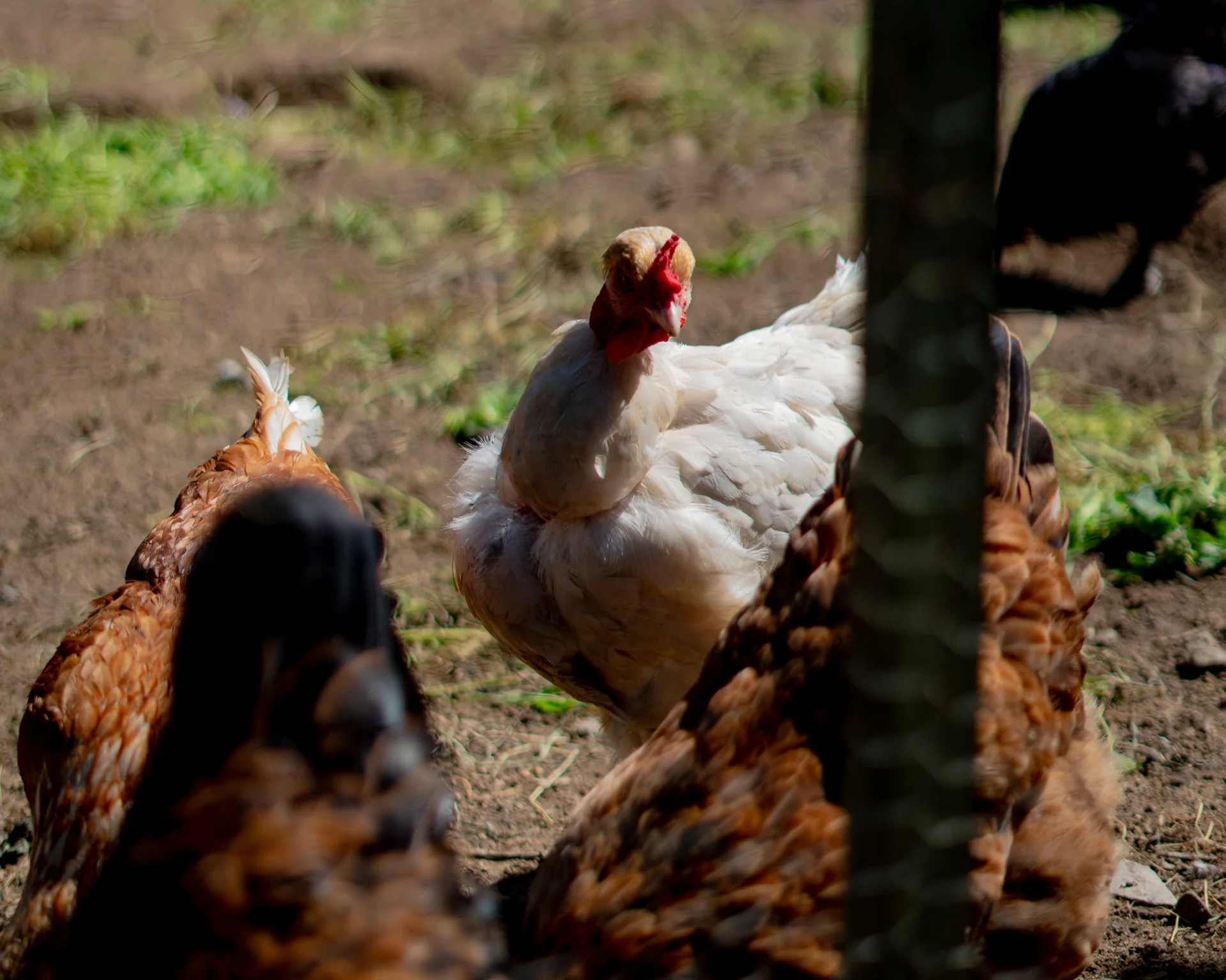 Gallinas caminando en su corral, recordando que la vida cotidiana también merece foco automático.