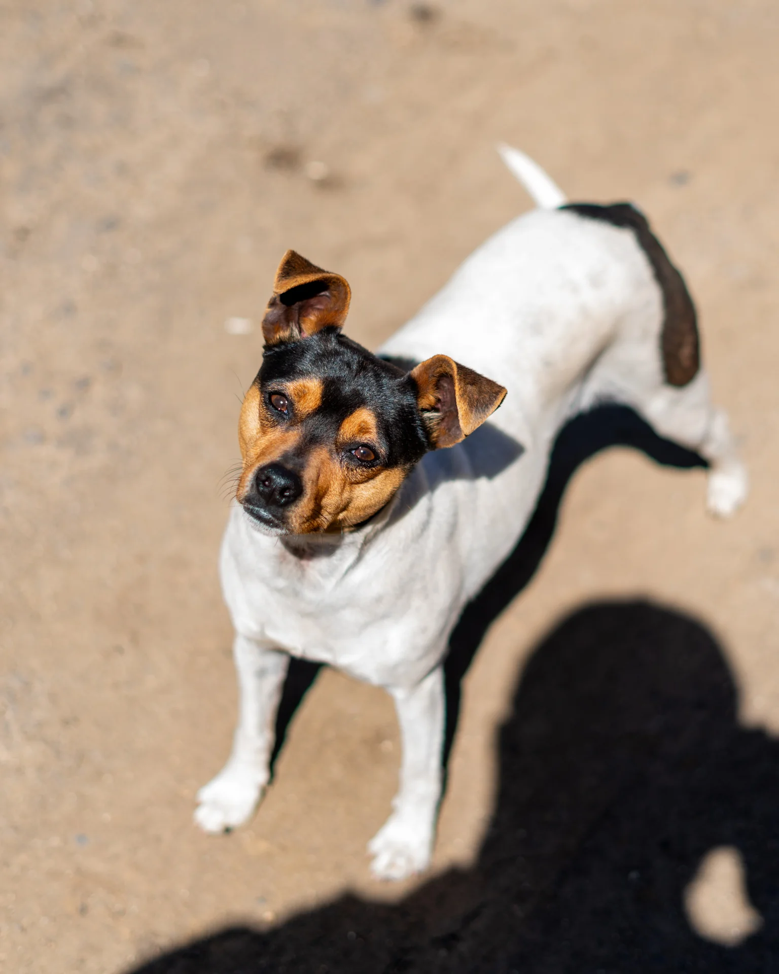 Un perro pequeño mirando directo a la cámara, como preguntando qué hago tan cerca.