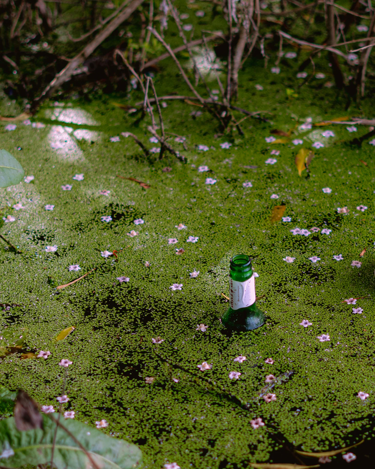 Un pequeño cuerpo de agua con vegetación y una botella flotando: la tensión permanente entre naturaleza y descuido.