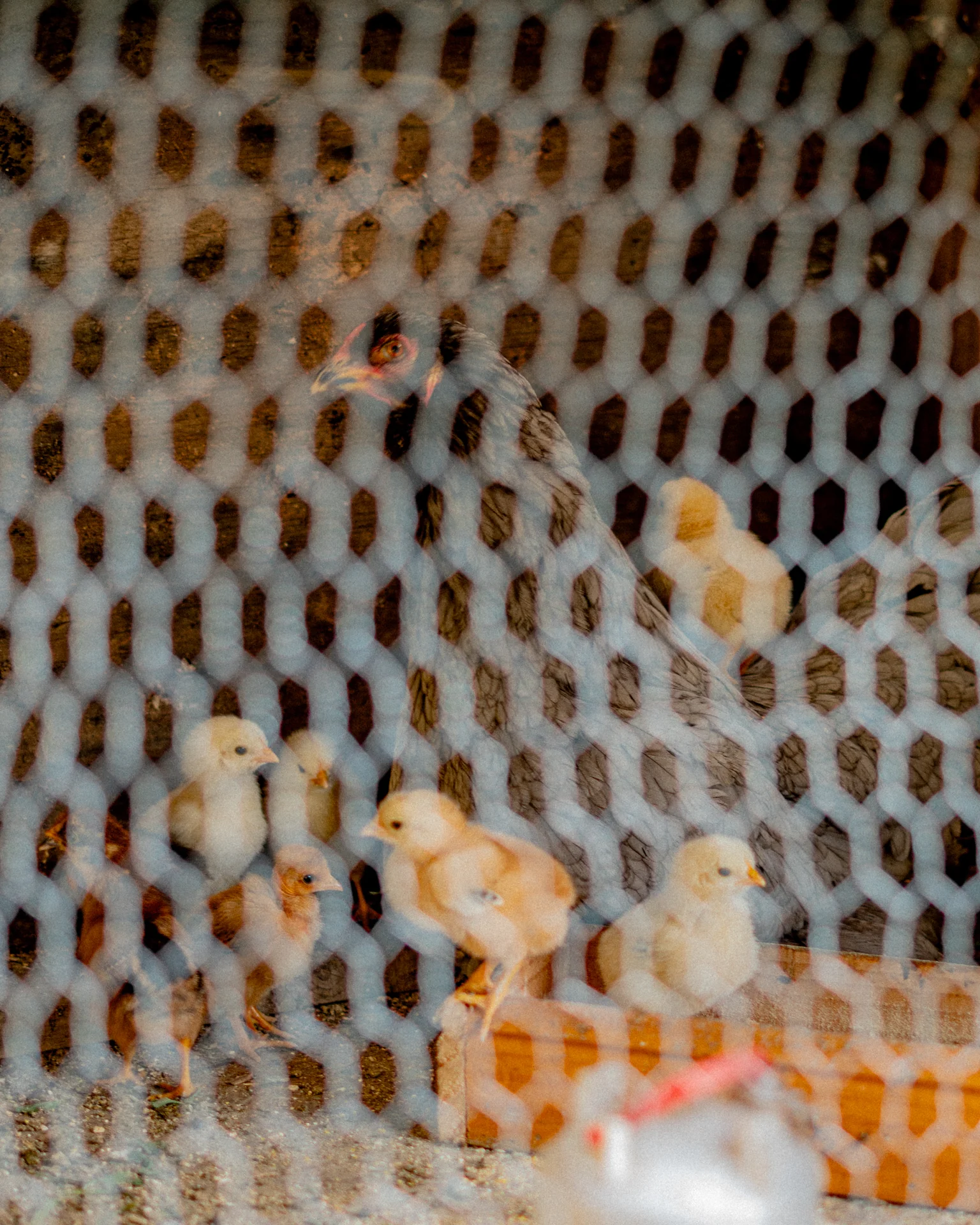 Gallina rodeada de pollitos detrás de la malla: cuidado, rutina y ruido suave de fondo.