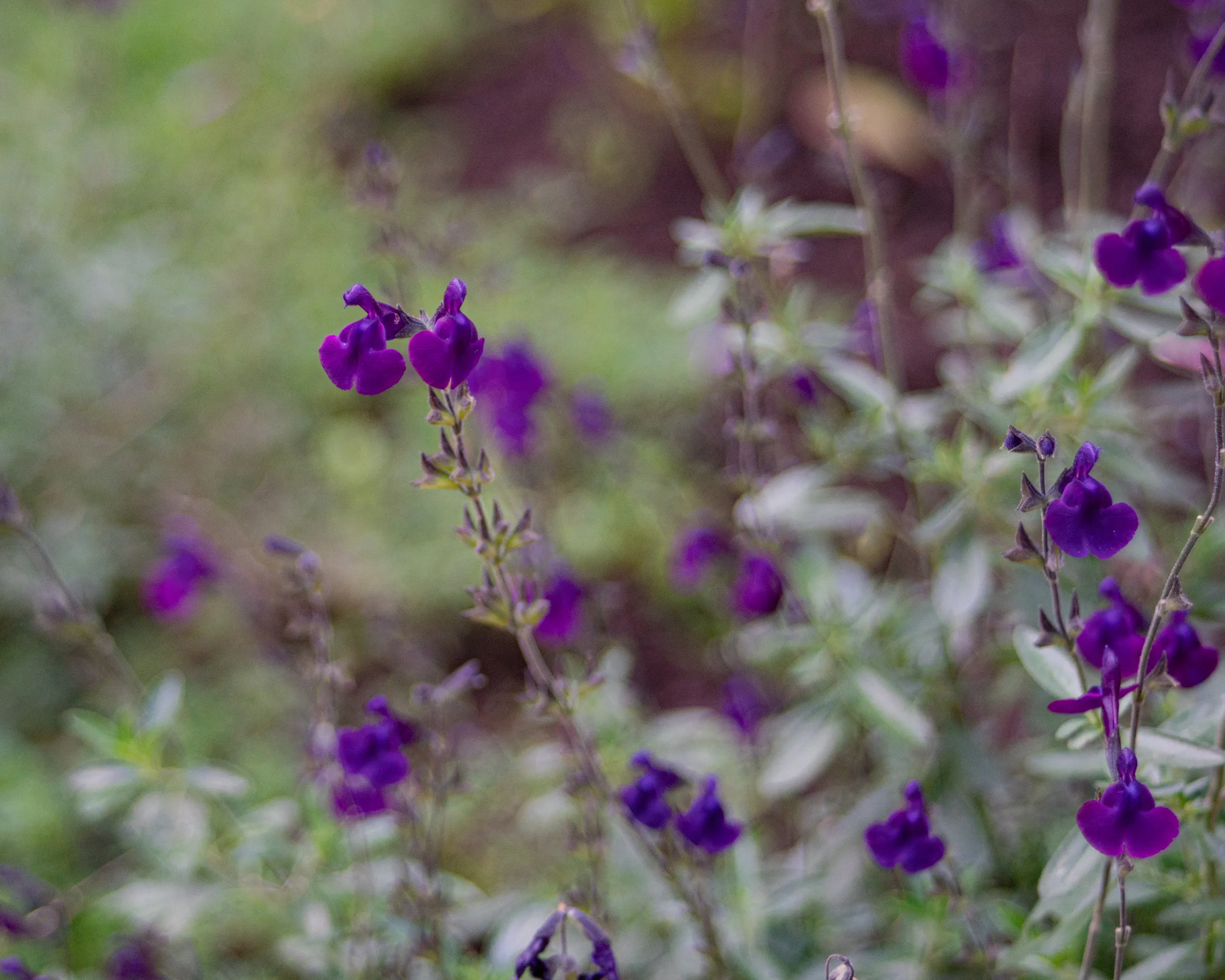 Flores silvestres de color violeta intenso entre la vegetación del parque