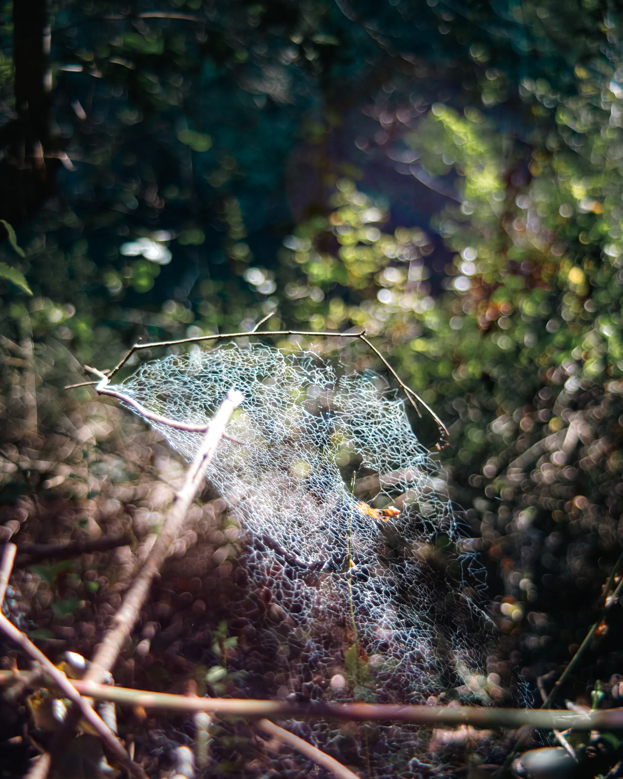 Telaraña luminosa entre ramas en la penumbra del bosque de Tricao