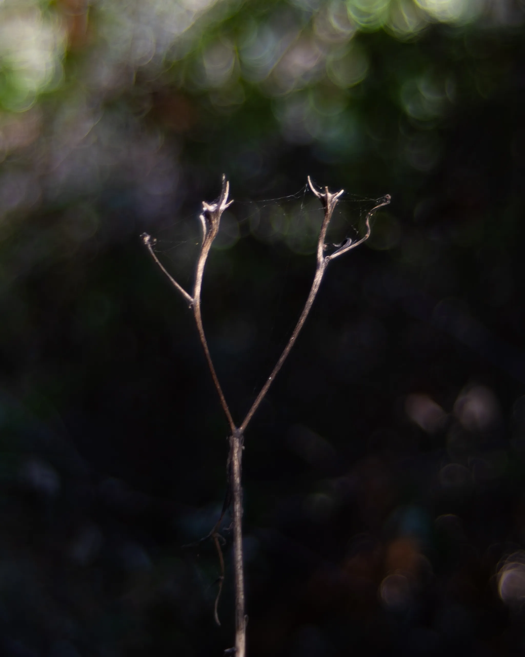 Rama seca solitaria con hilos de telaraña sobre fondo oscuro y bokeh