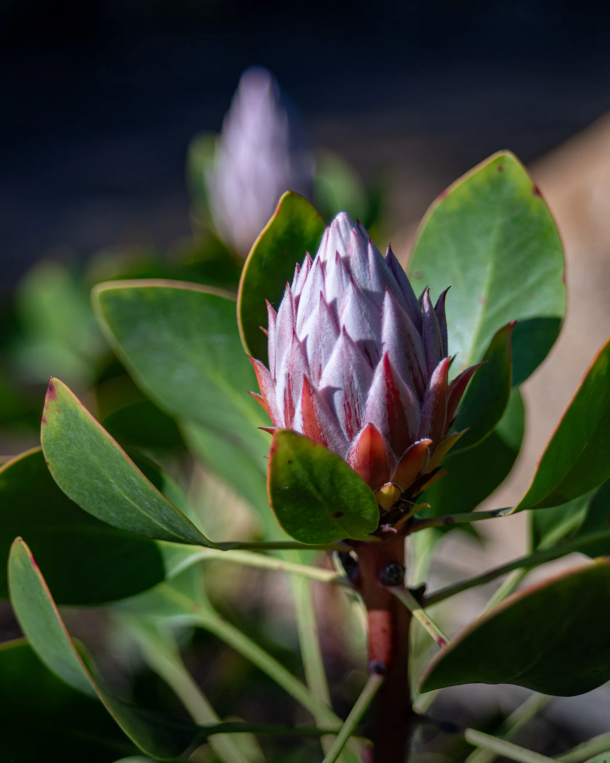 Capullo de protea a punto de florecer entre hojas verdes en Tricao