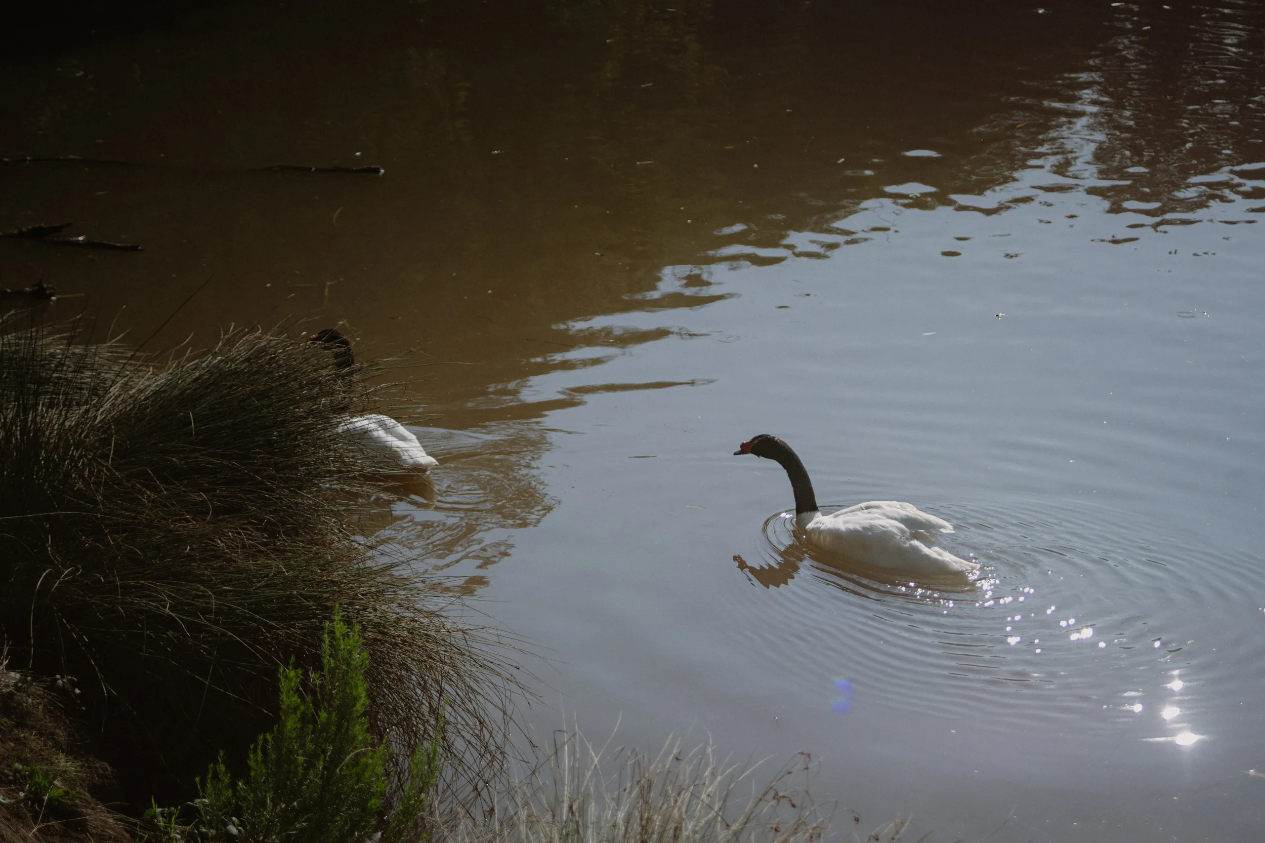 Cisne de cuello negro navega por la laguna del parque Tricao