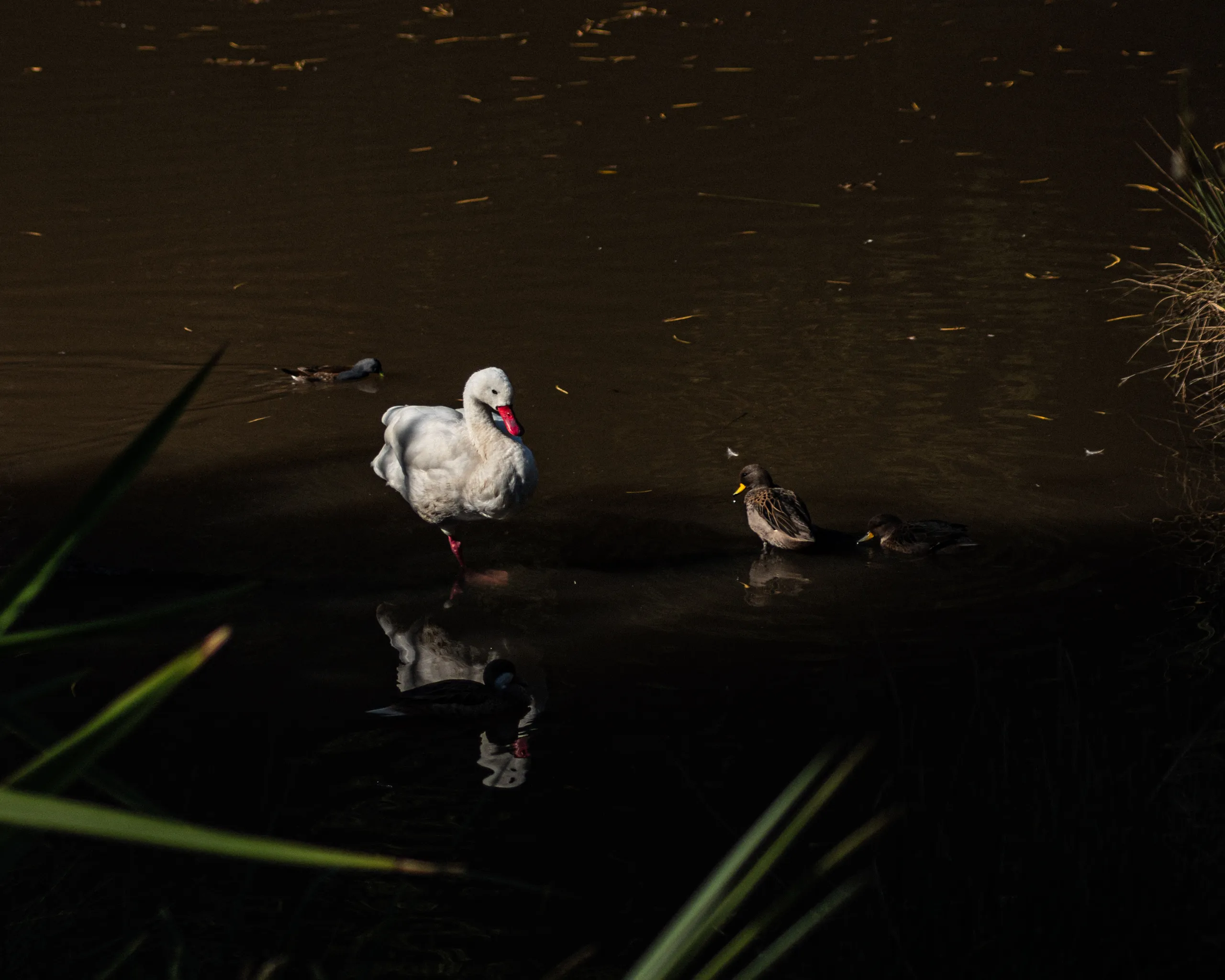 Cisne joven y patos en la orilla sombría de la laguna de Tricao