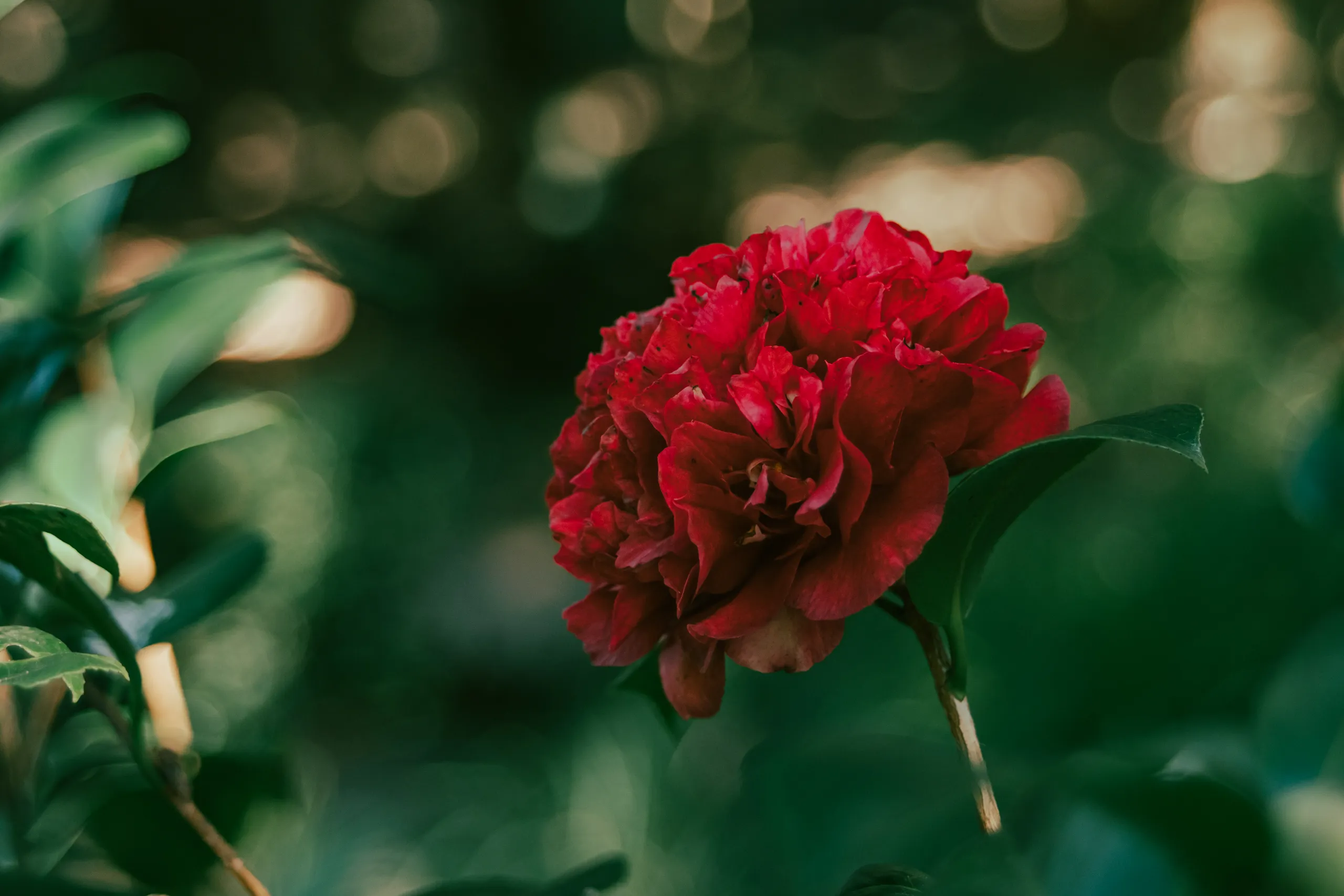 Flor de camelia roja intensa sobre fondo de follaje verde con bokeh