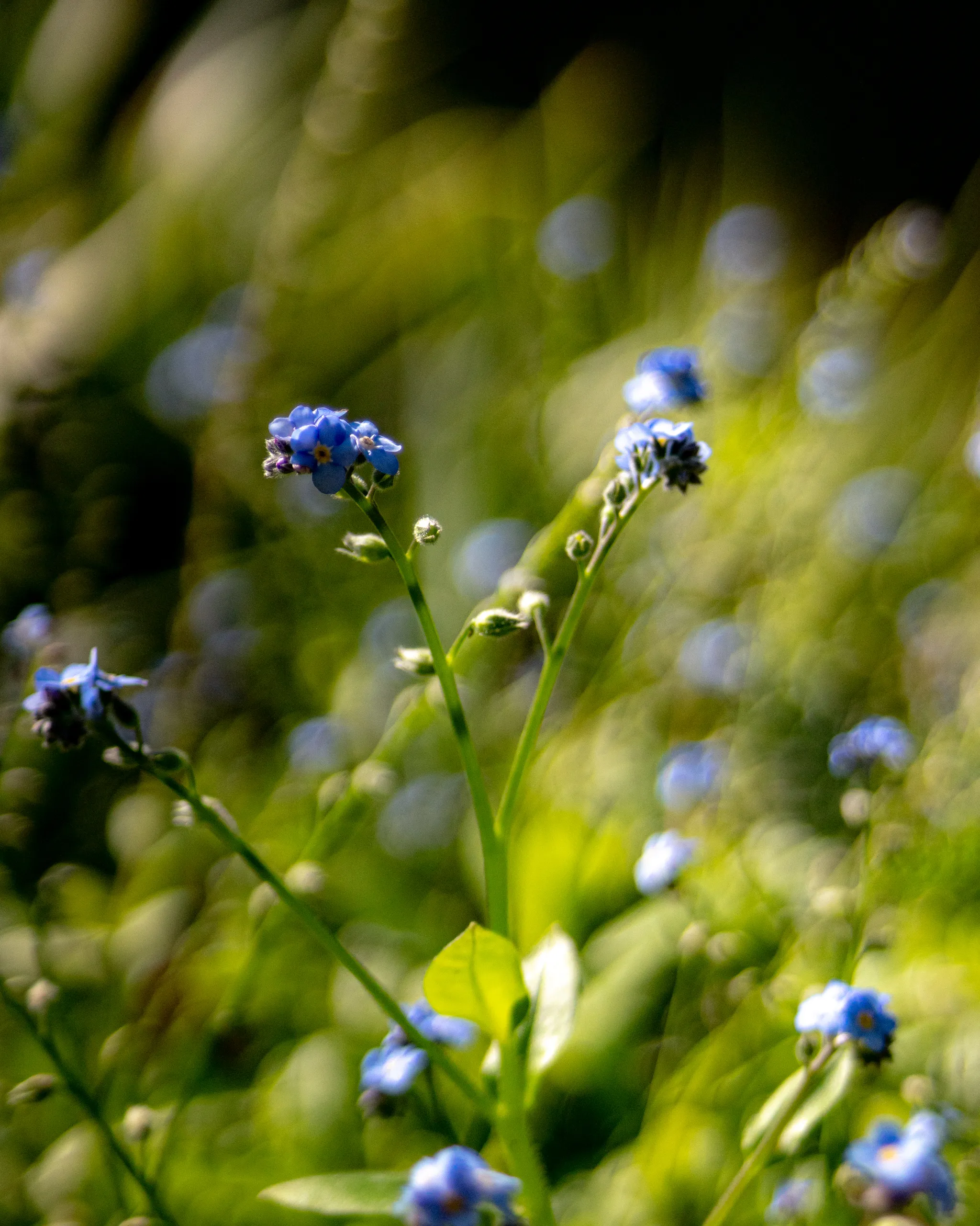 Nomeolvides azules entre tallos verdes con bokeh circular luminoso