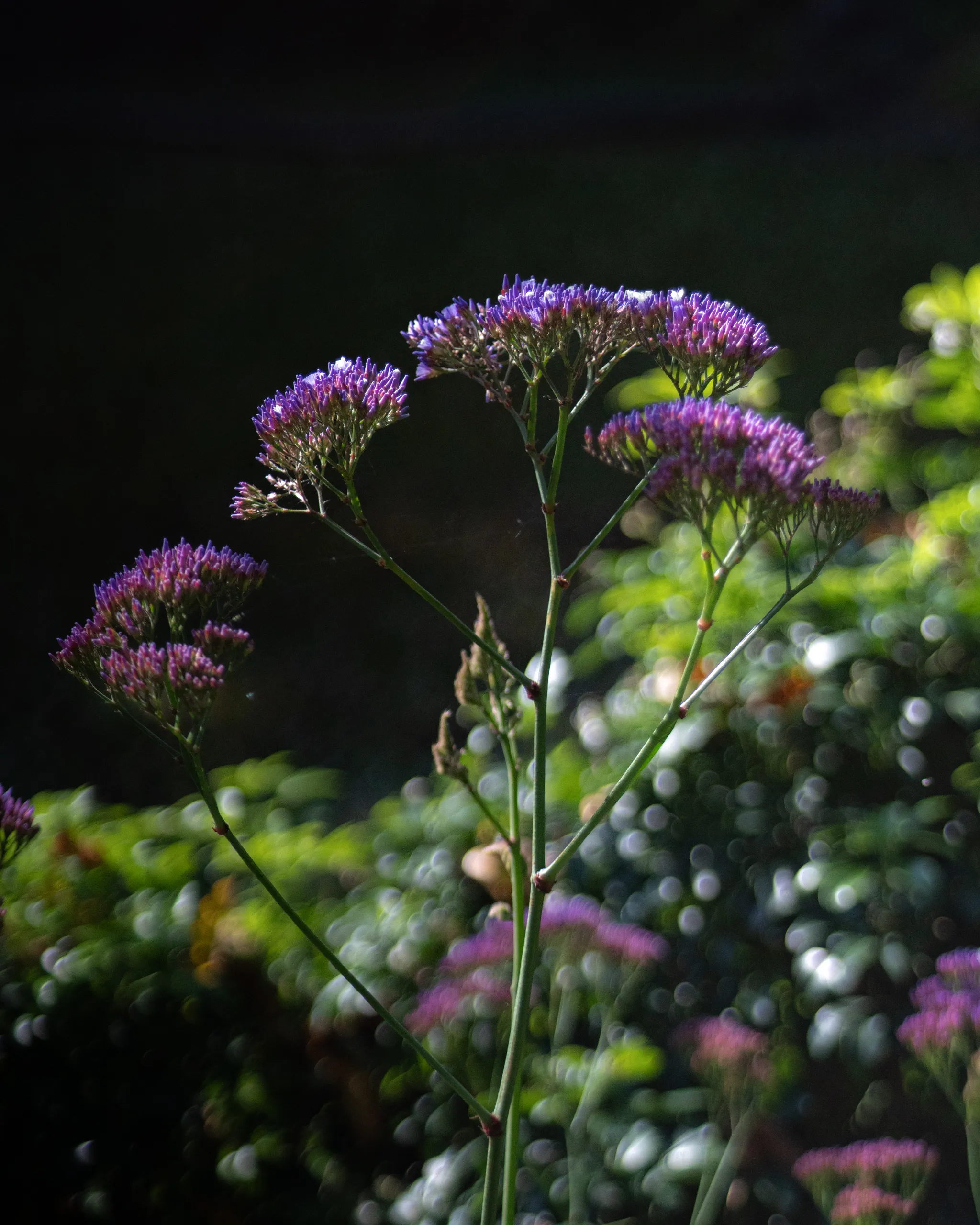 Tallos de verbena morada recortados sobre fondo oscuro con bokeh