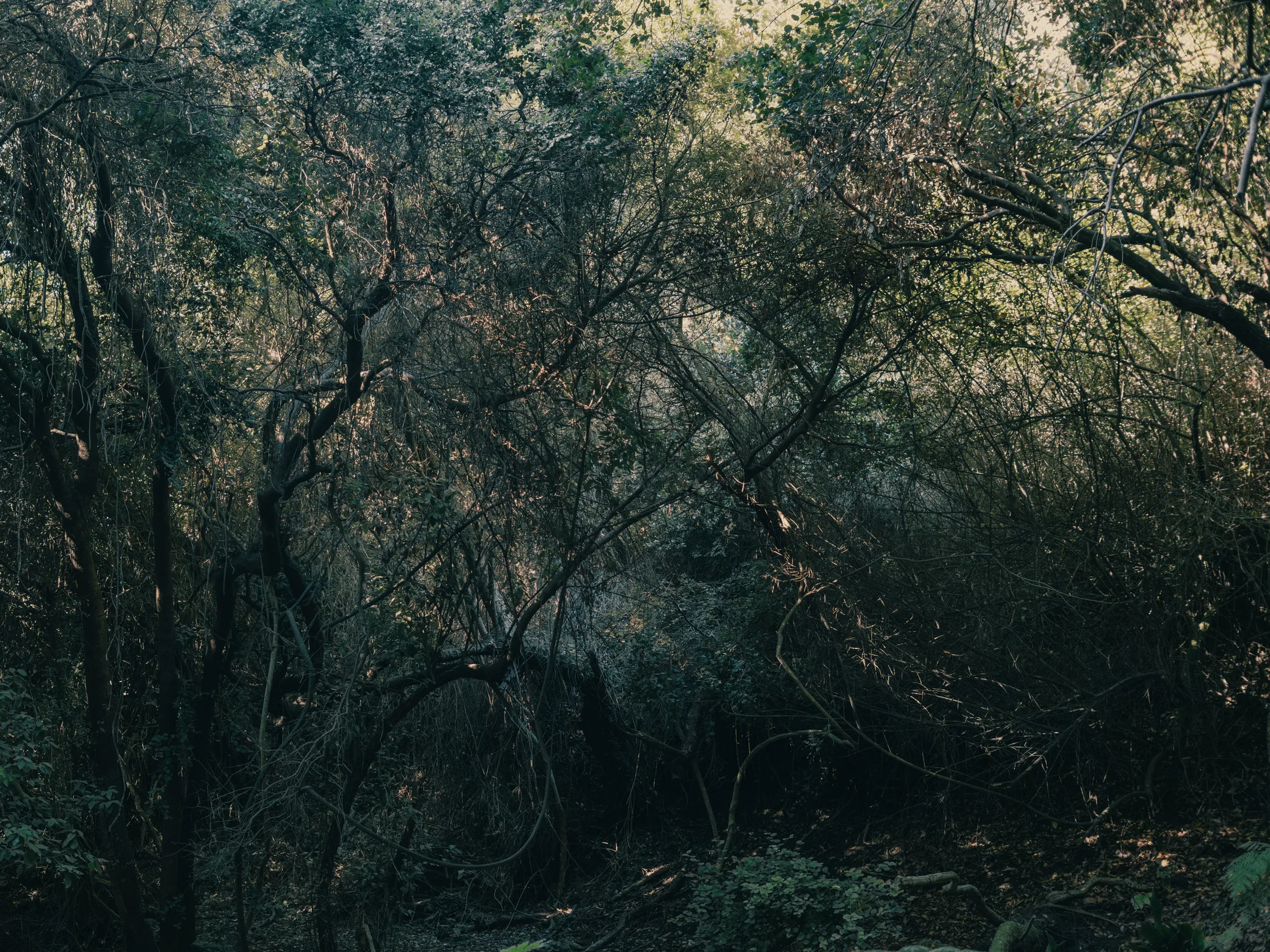 Interior sombrío del bosque nativo con ramas entrelazadas en Tricao