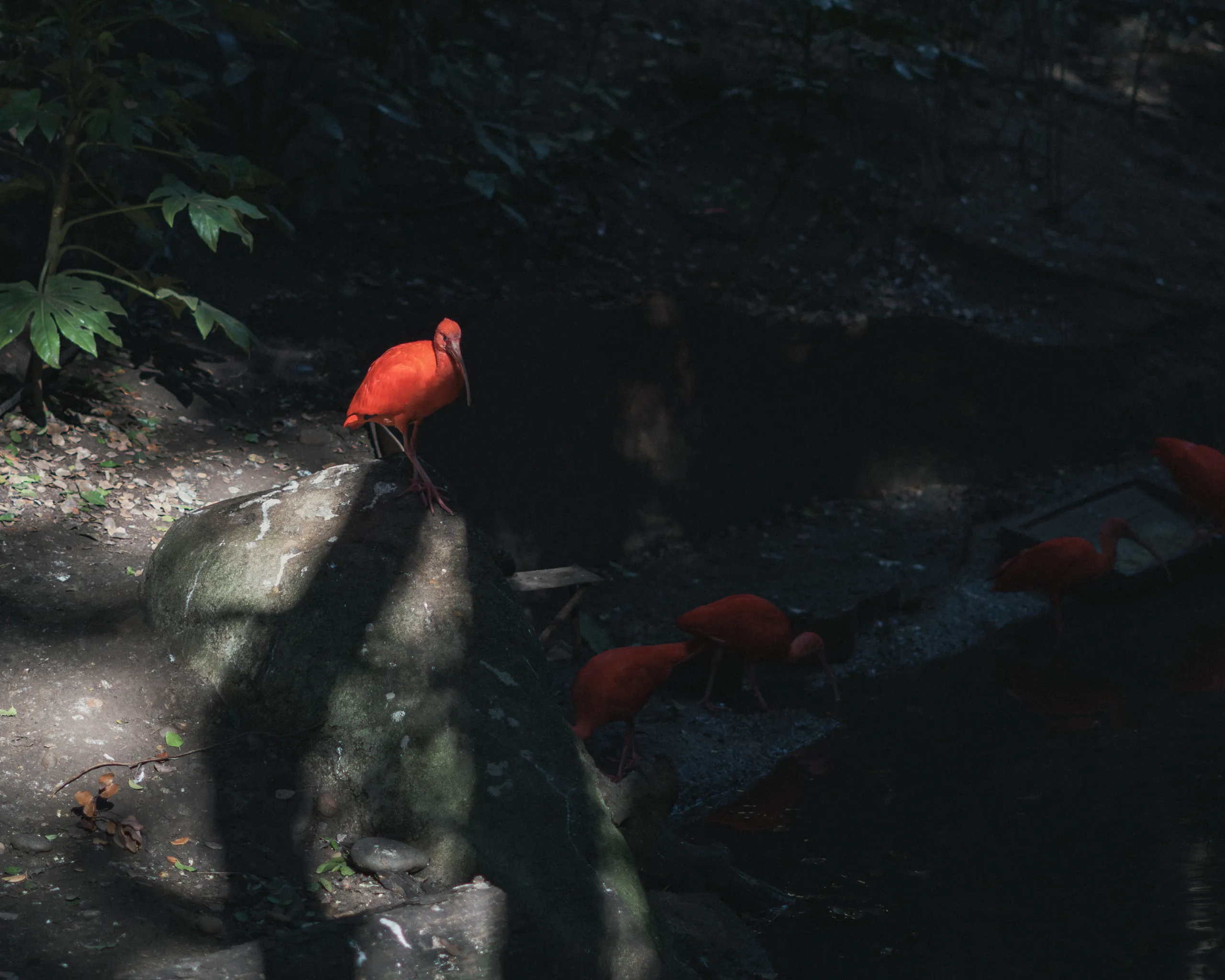 Ibis escarlata sobre una roca iluminado en la penumbra del bosque
