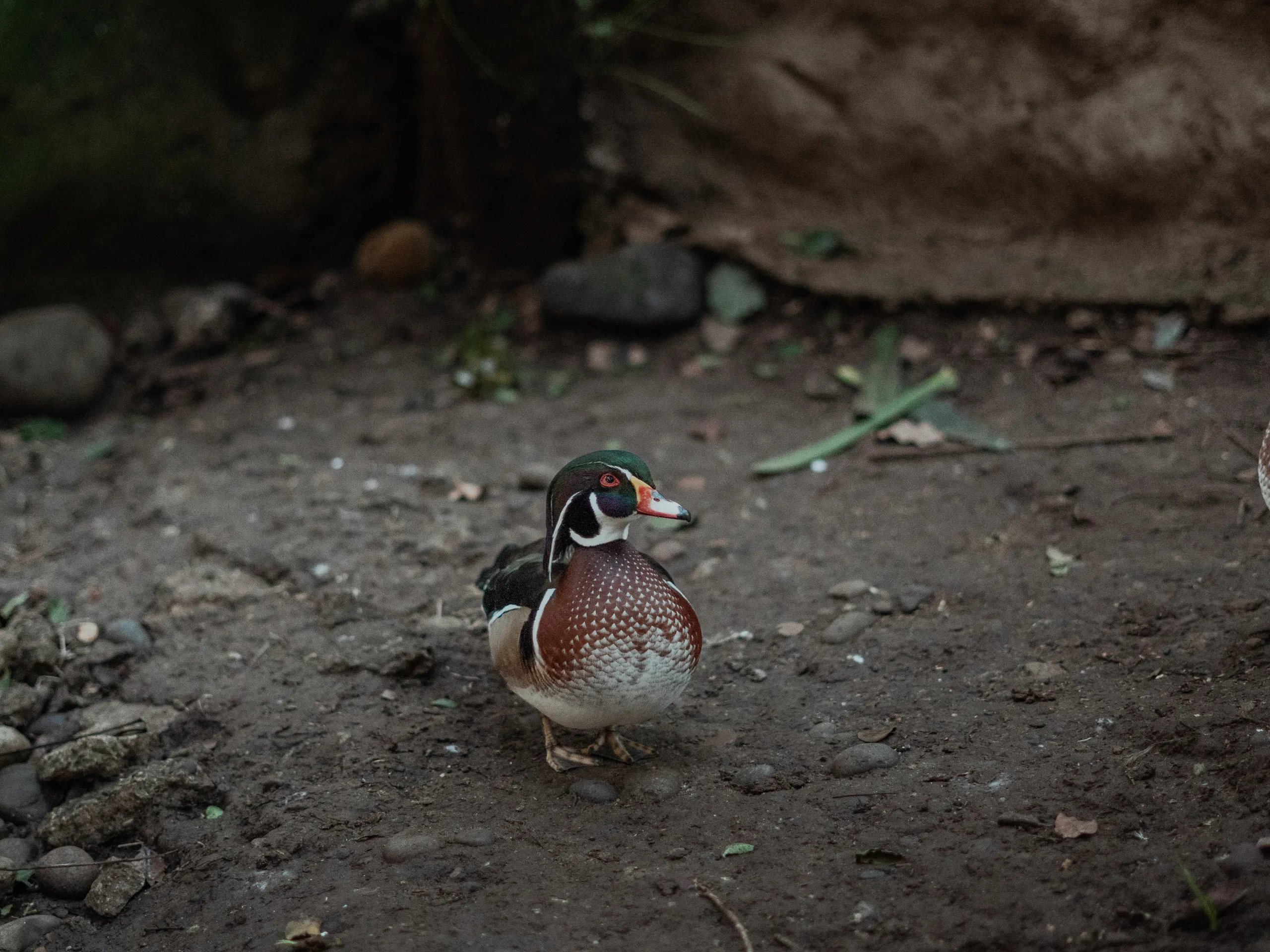 Pato de Carolina macho camina sobre tierra húmeda en el parque Tricao