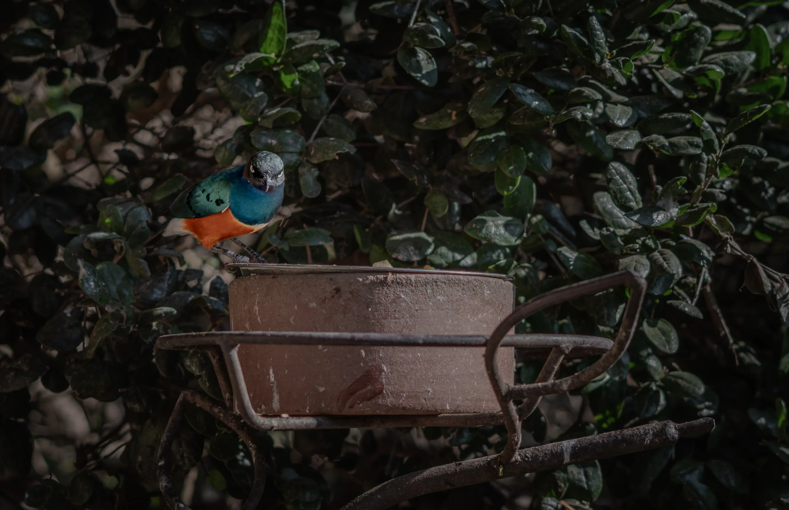 Tangara azul y naranja posada en el borde de un bebedero oxidado