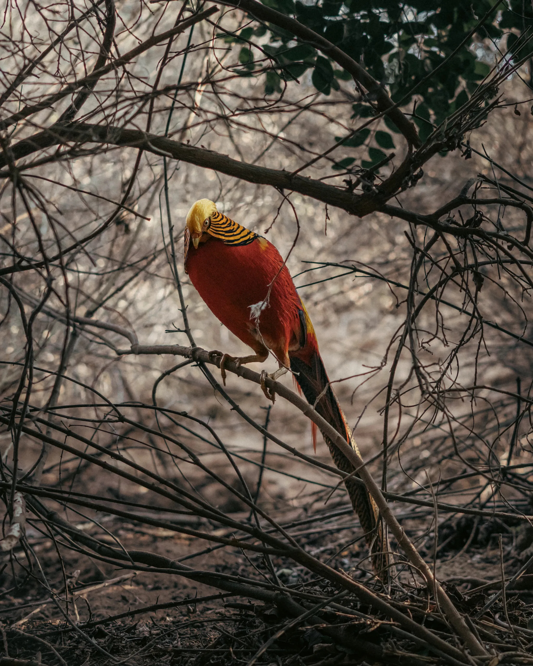 Faisán dorado macho posado en una rama desnuda entre el ramaje del bosque