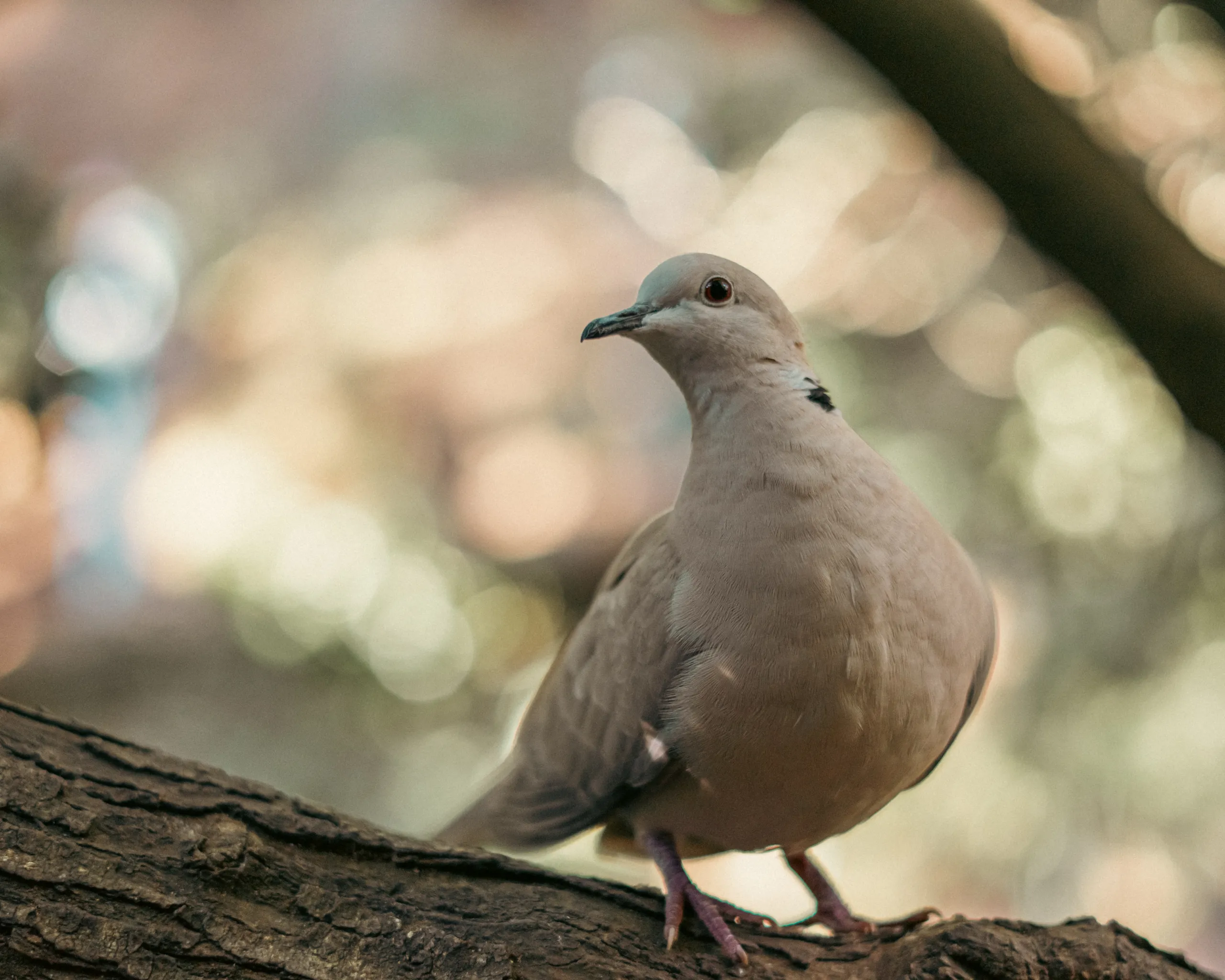 Tórtola turca de cerca sobre un tronco con fondo de bokeh cálido