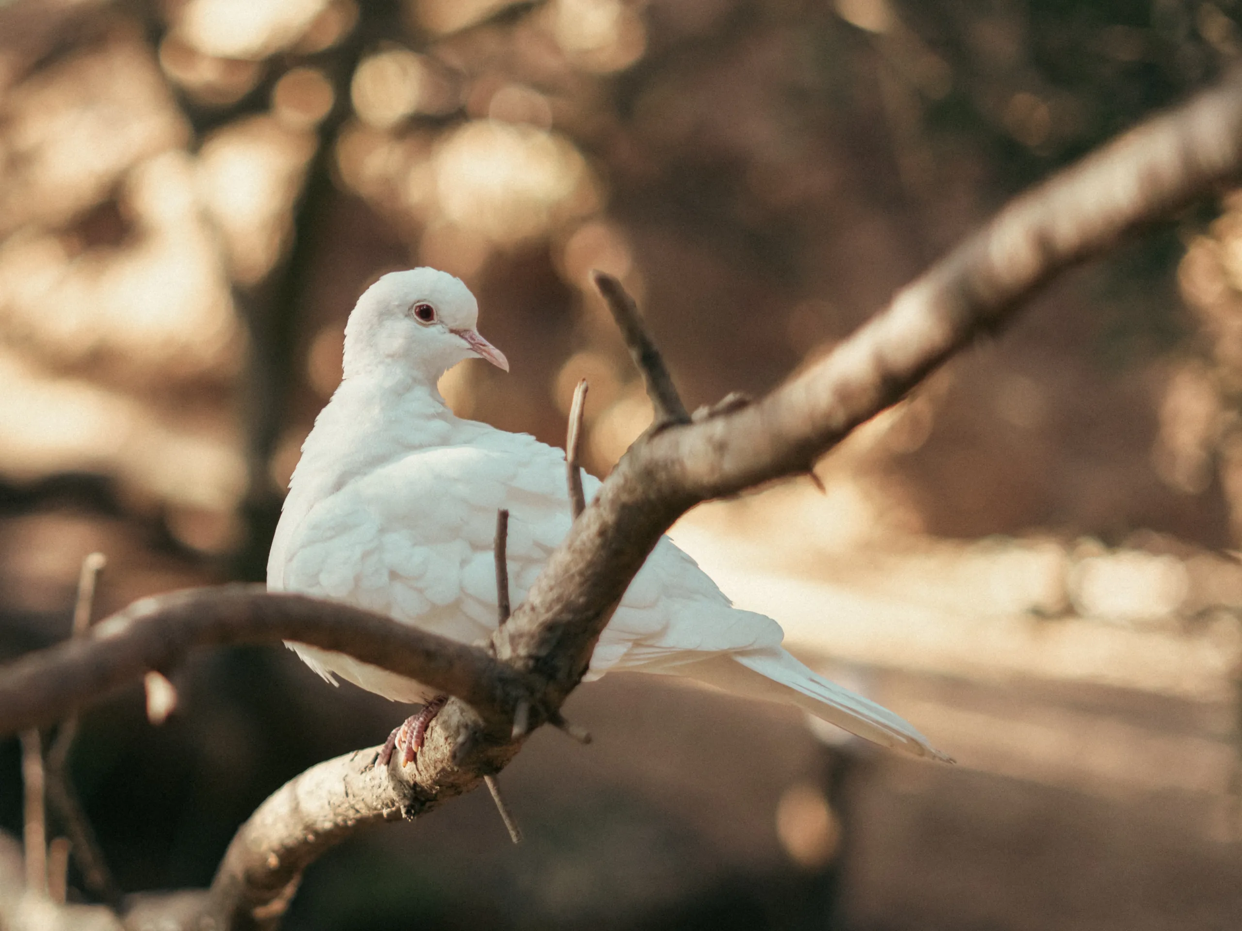 Paloma blanca posada en una rama desnuda con bokeh cálido y otoñal