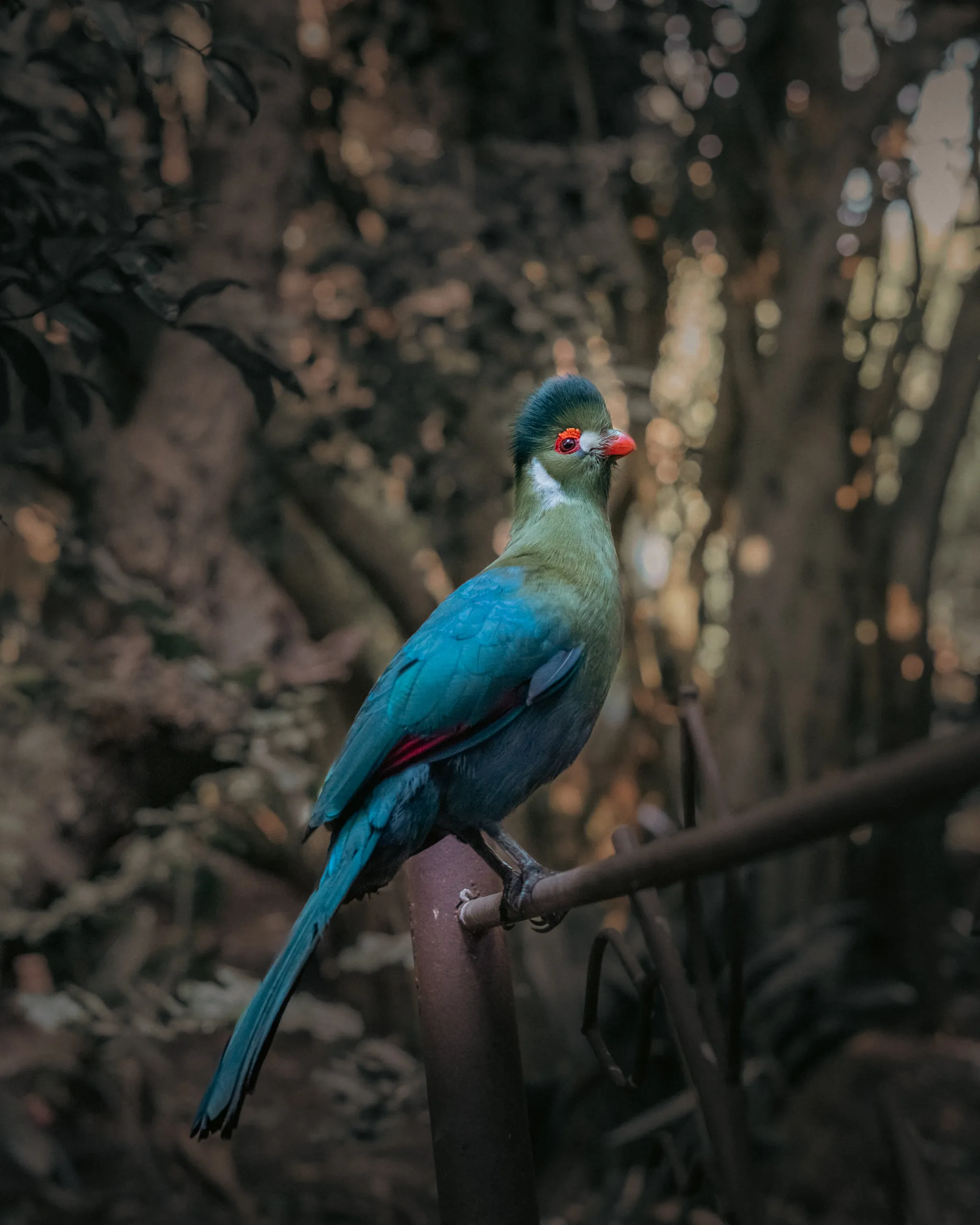 Turaco de mejillas blancas posado en una percha en la penumbra del bosque