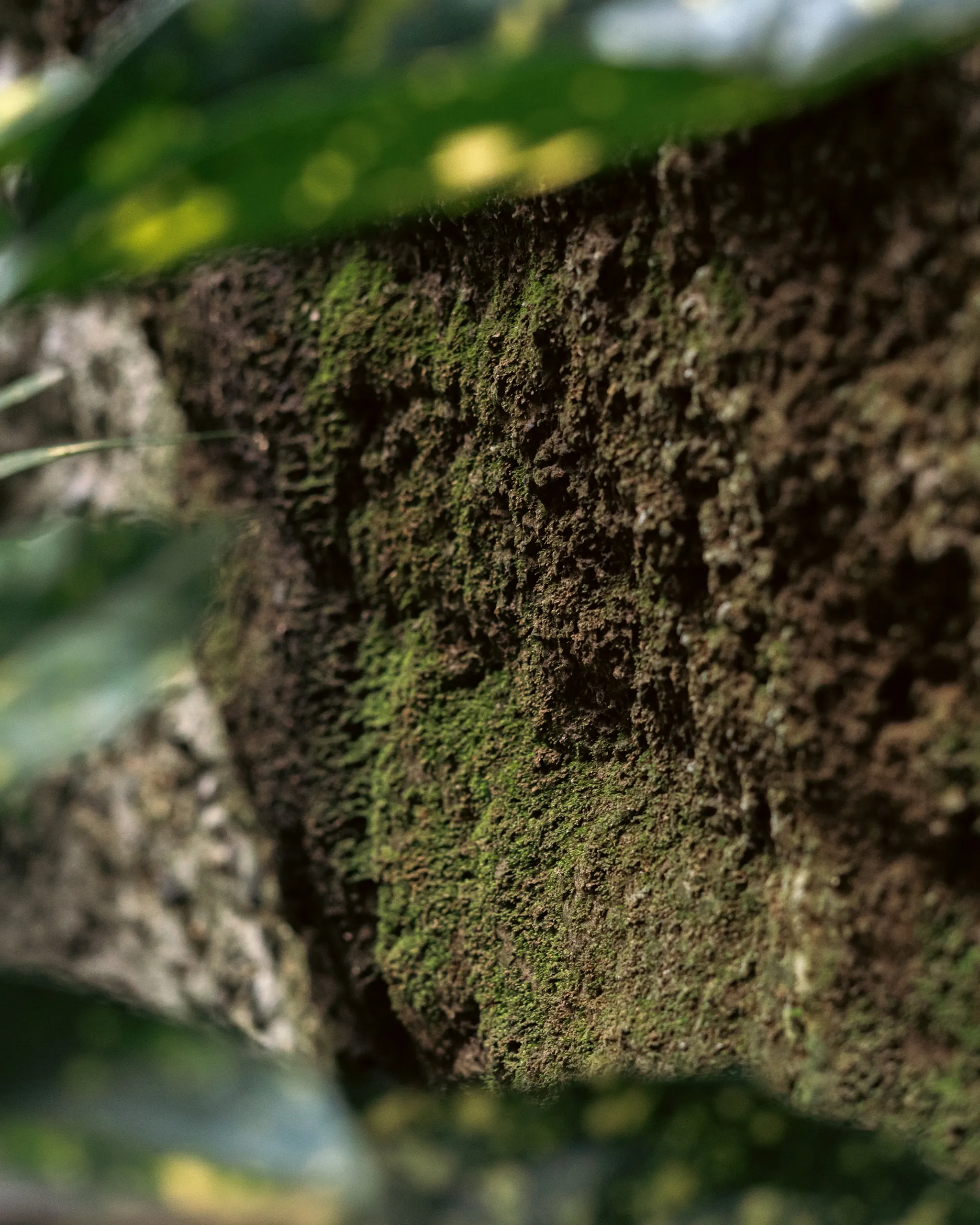 Textura de corteza cubierta de musgo verde captada en primer plano