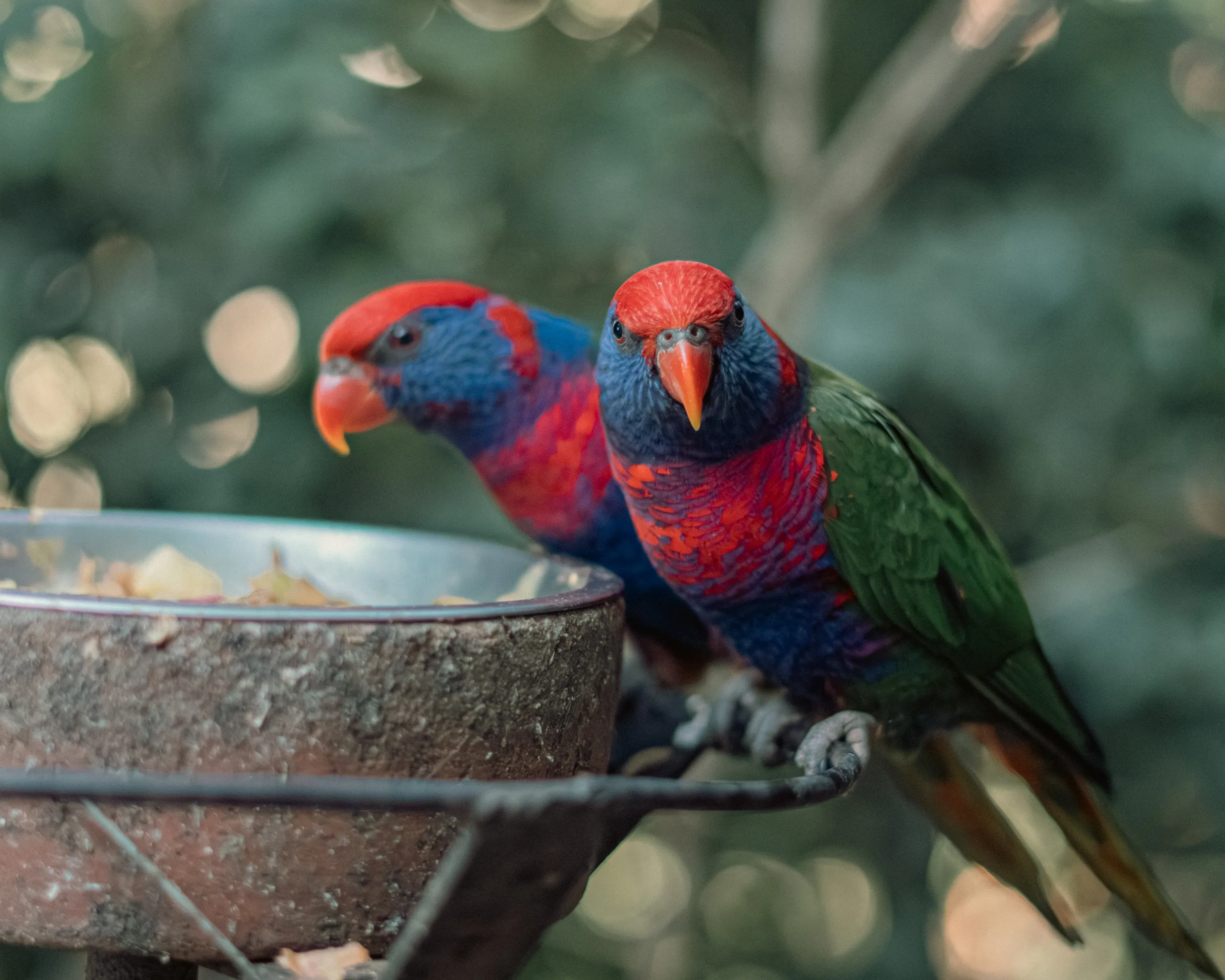 Par de loris tricolor junto a un comedero con el fondo de bokeh verde