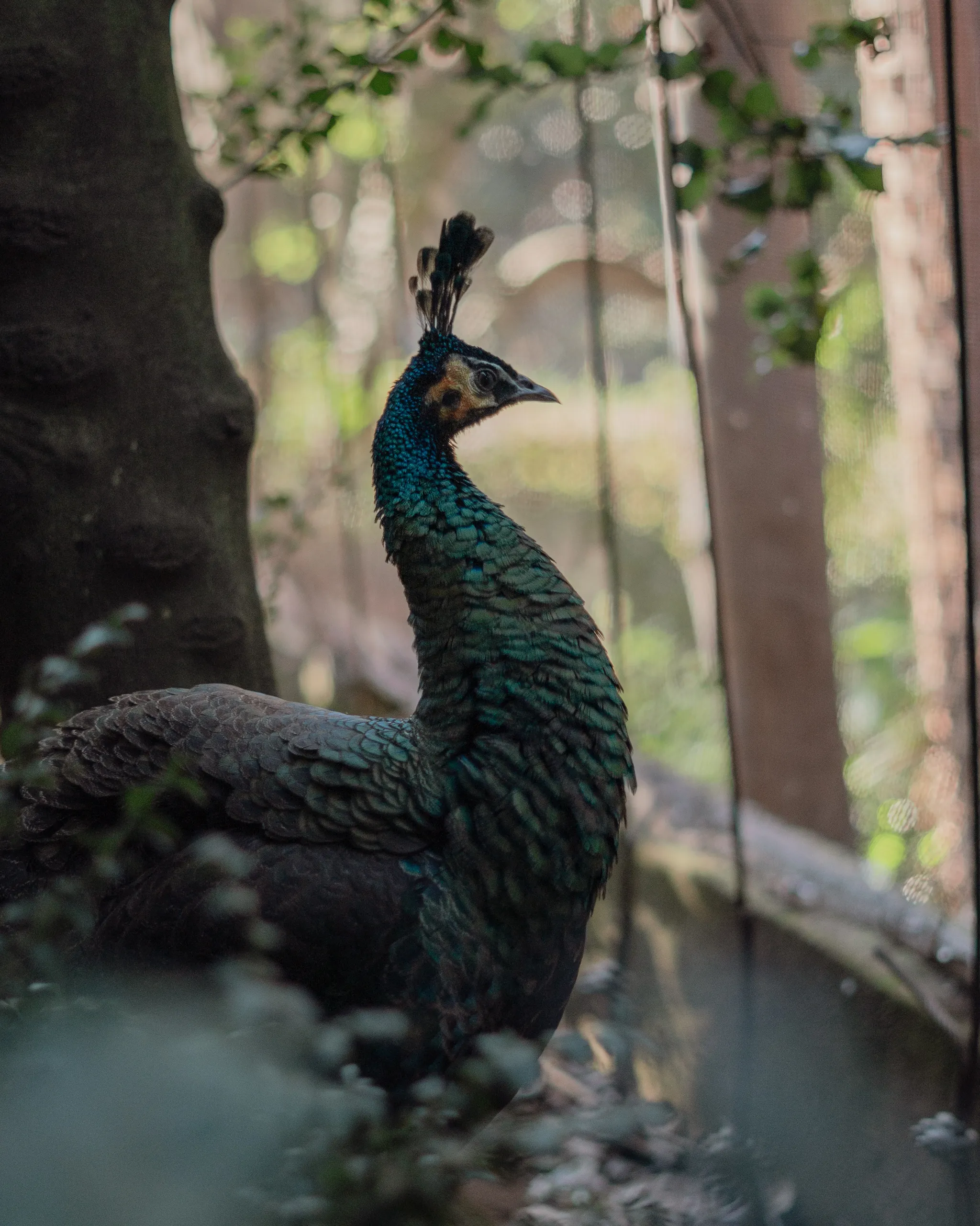 Pavo real hembra entre sombras y follaje con el cuello iridiscente erguido