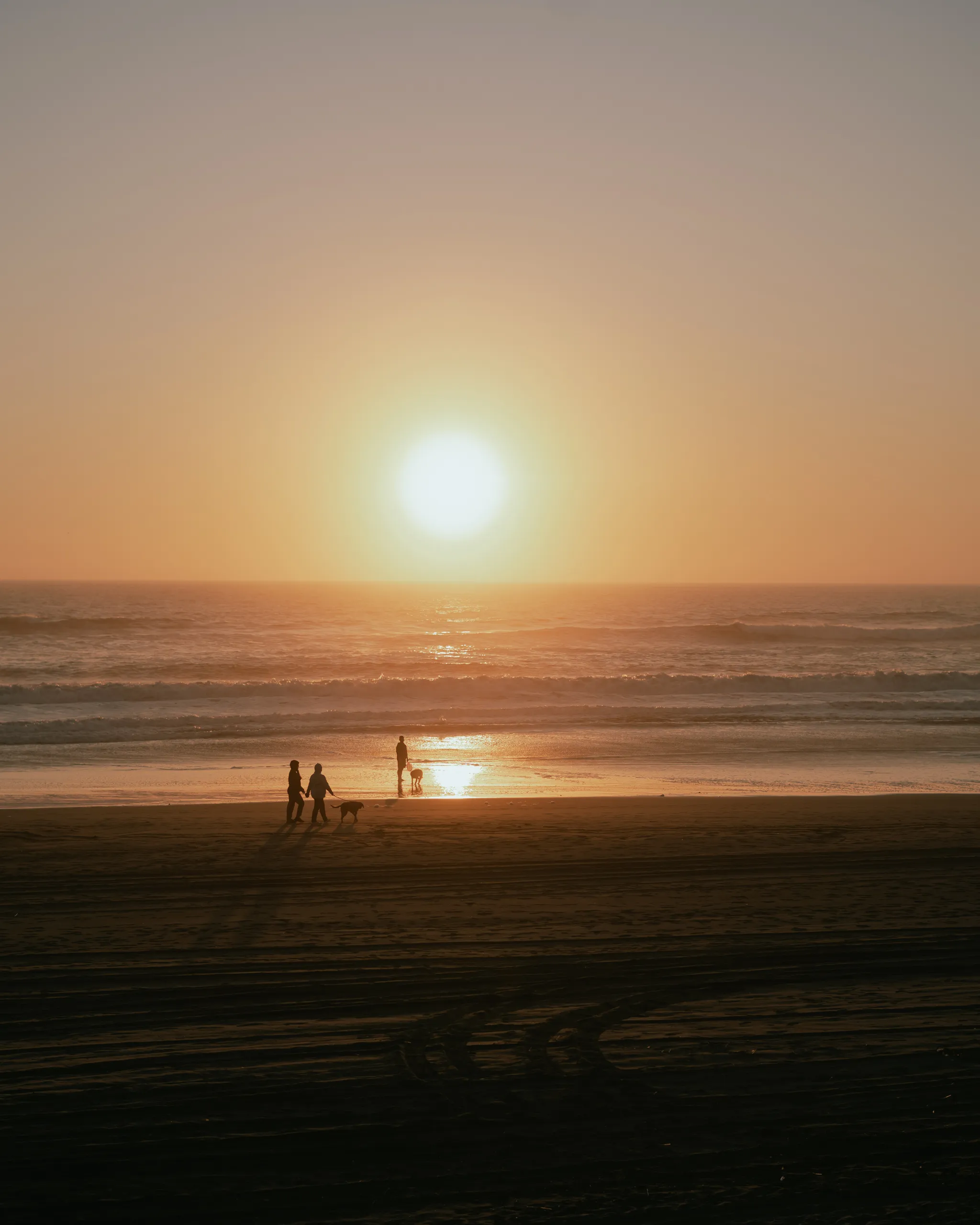 Siluetas de personas y perros paseando en la playa al atardecer
